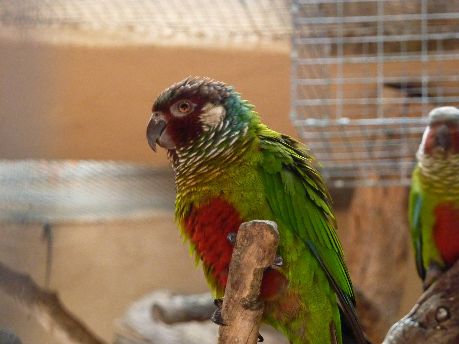 White-eared parakeet
