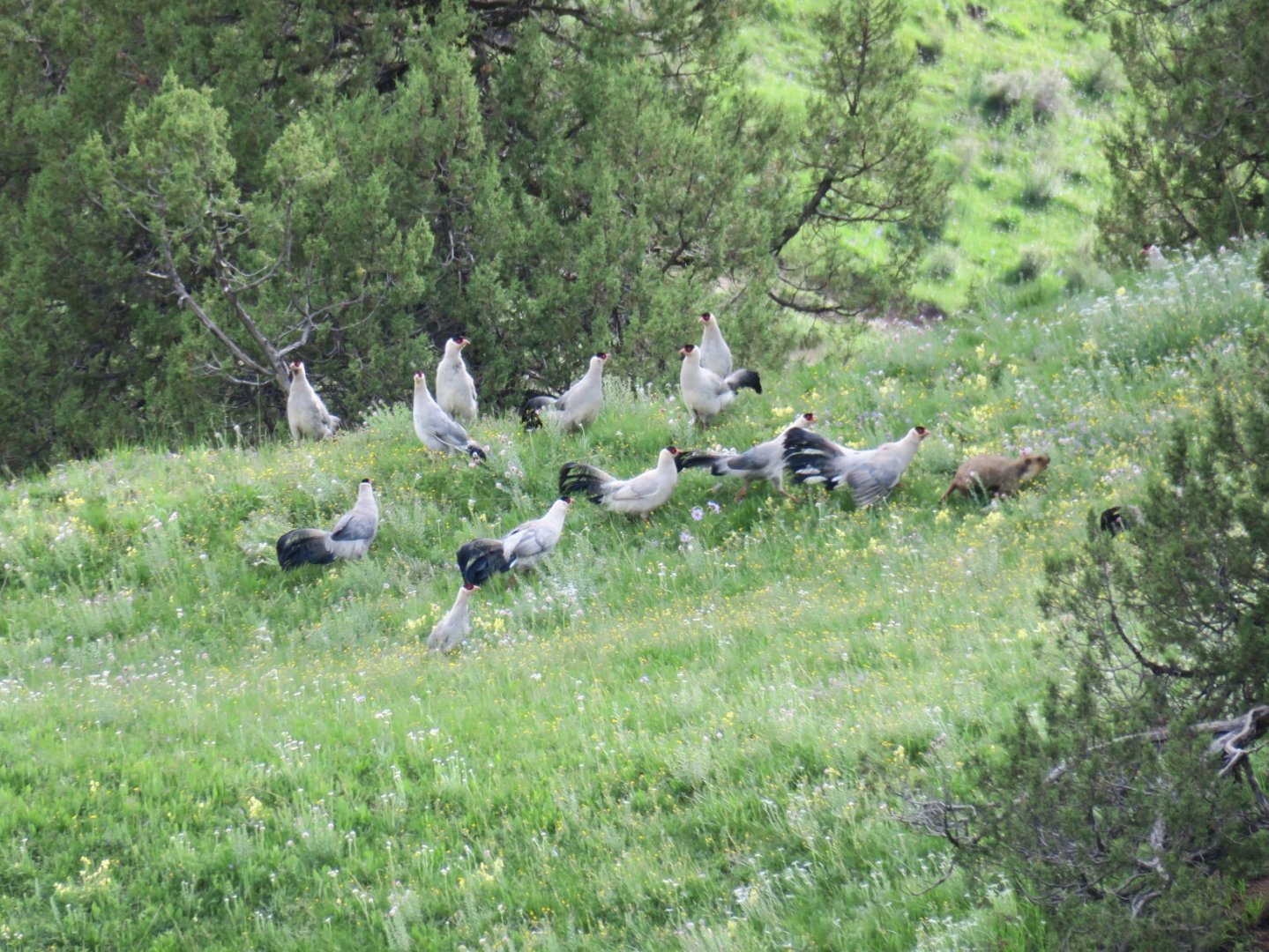 white eared pheasant and Himalayan marmot