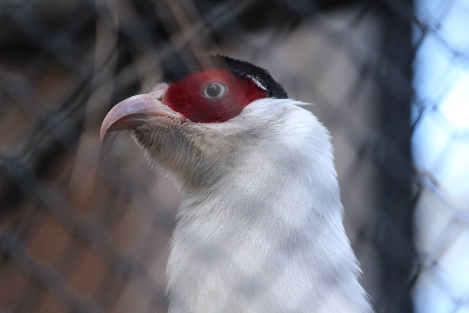White eared-pheasant, April 2015