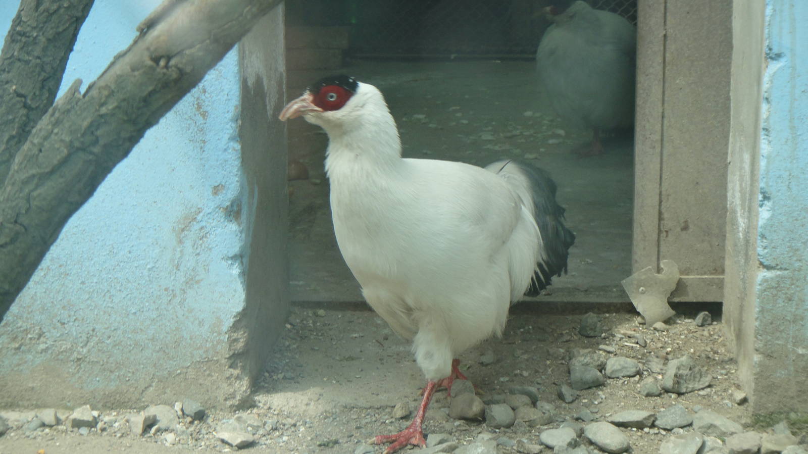 White-eared pheasant at Qinghai-Tibet Plateau Wildlife zoo 2014-5-15