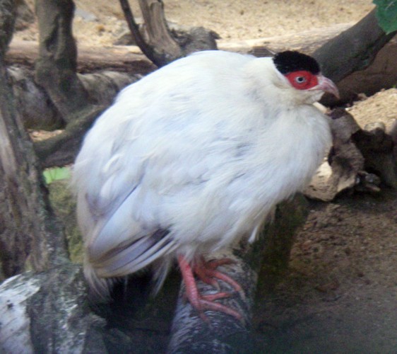 White Eared Pheasant (Crossoptilon crossoptilon)