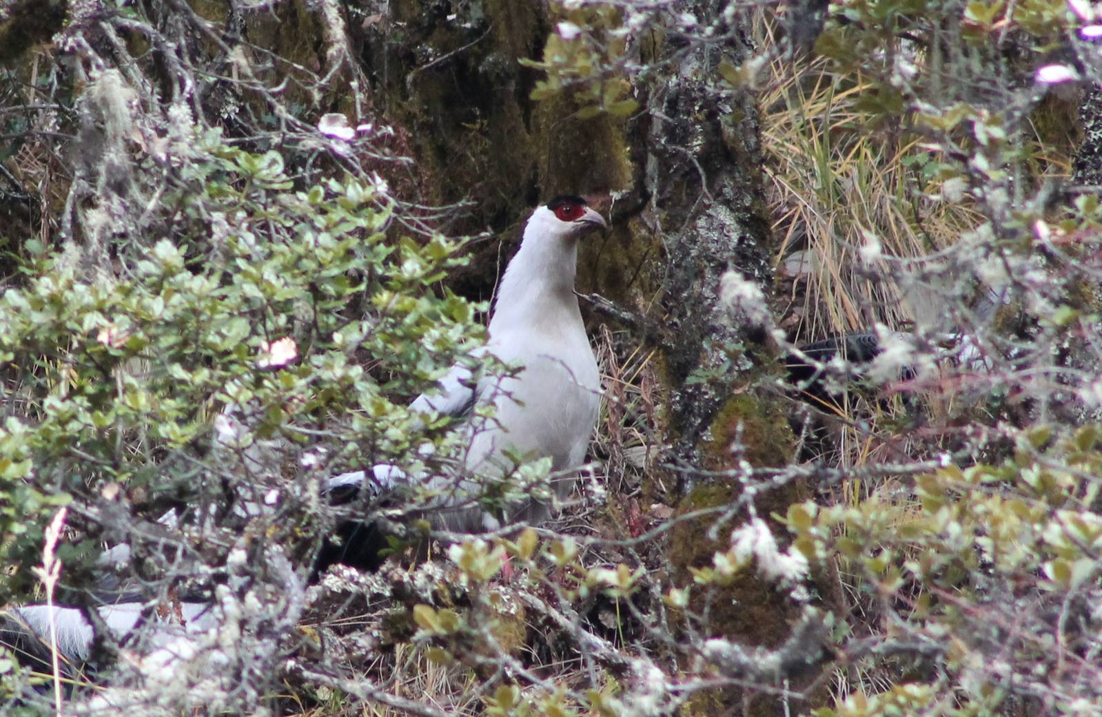 white eared pheasant (Crossoptilon crossoptilon)
