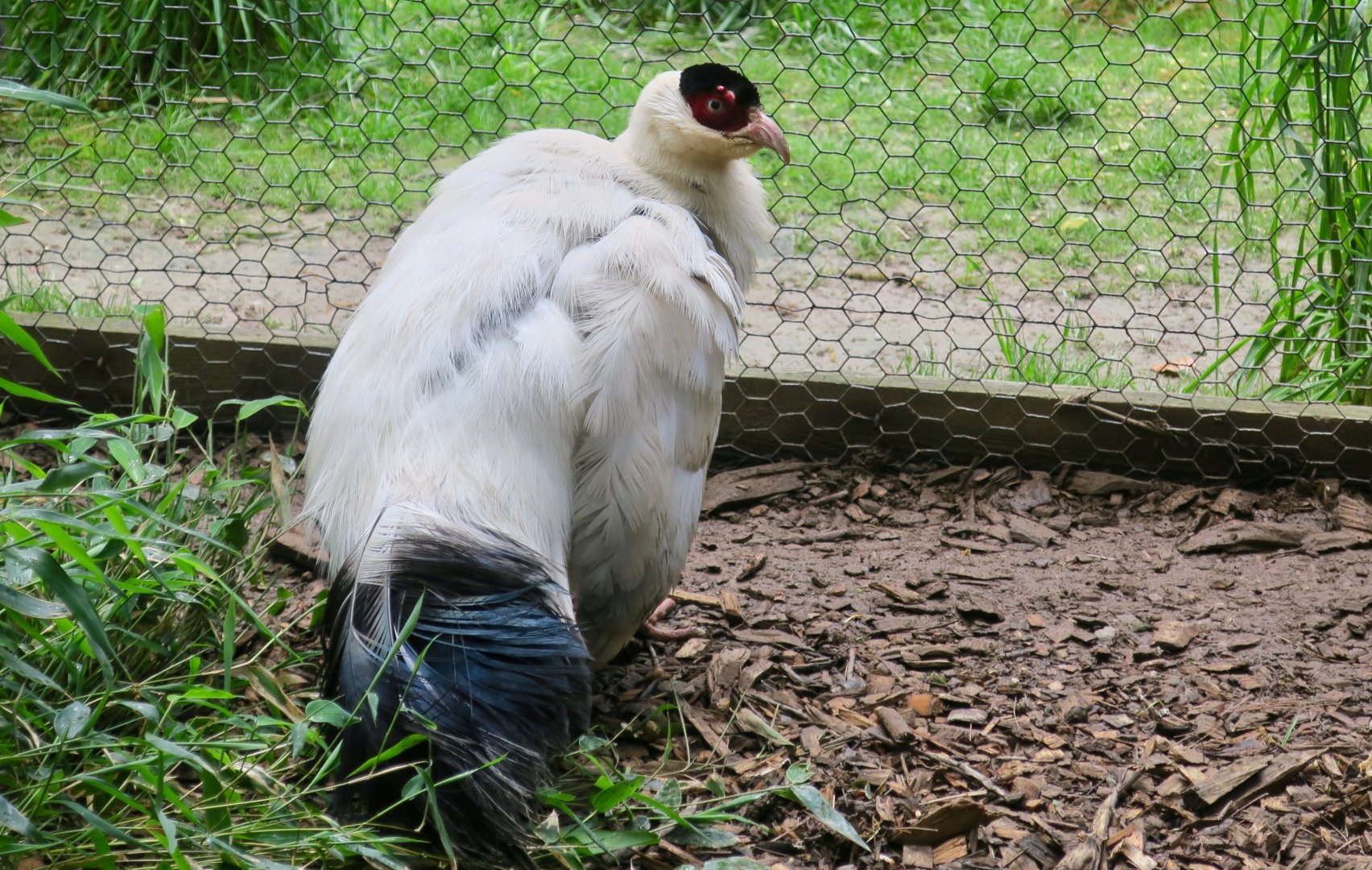 White Eared-Pheasant (Crossoptilon crossoptilon)