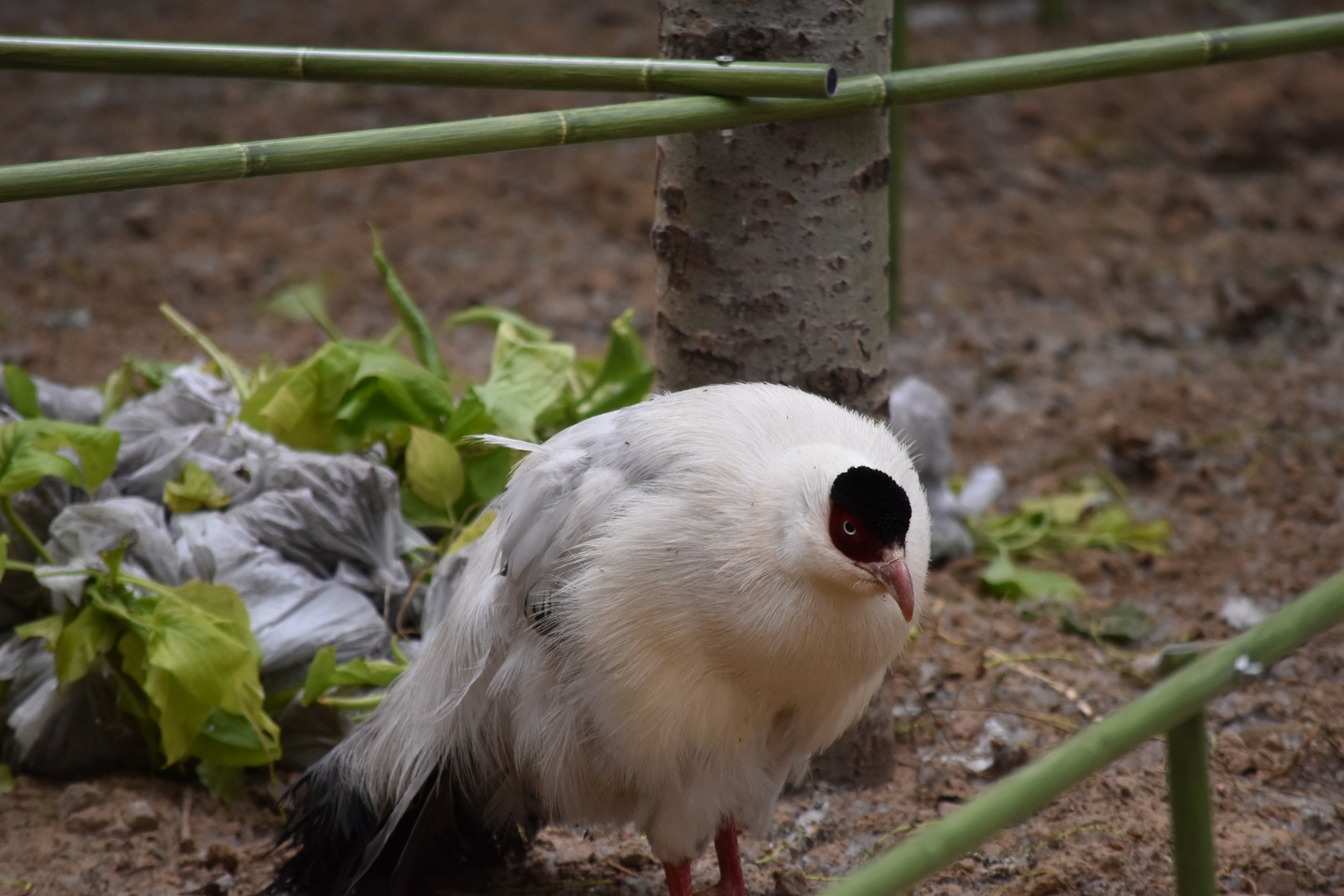 white eared pheasant (Crossoptilon crossoptilon)