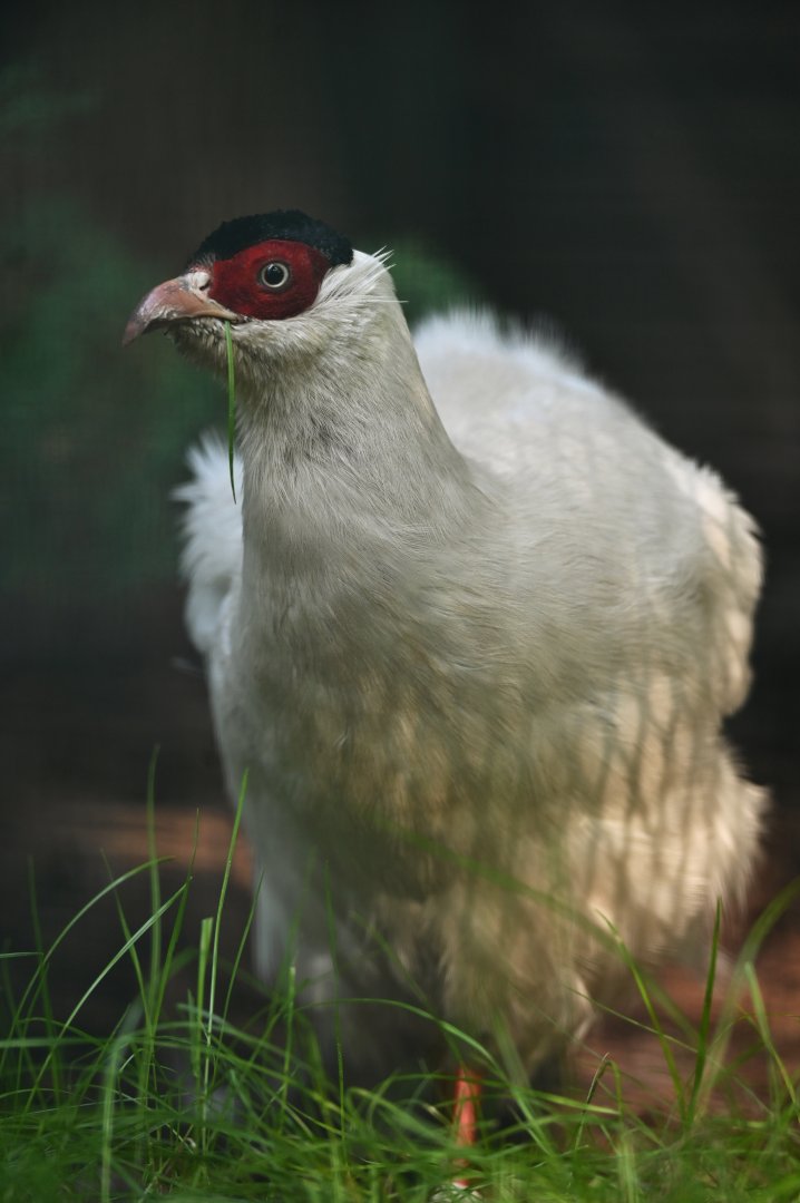 White Eared-Pheasant (drouynii) Crossoptilon crossoptilon drouynii