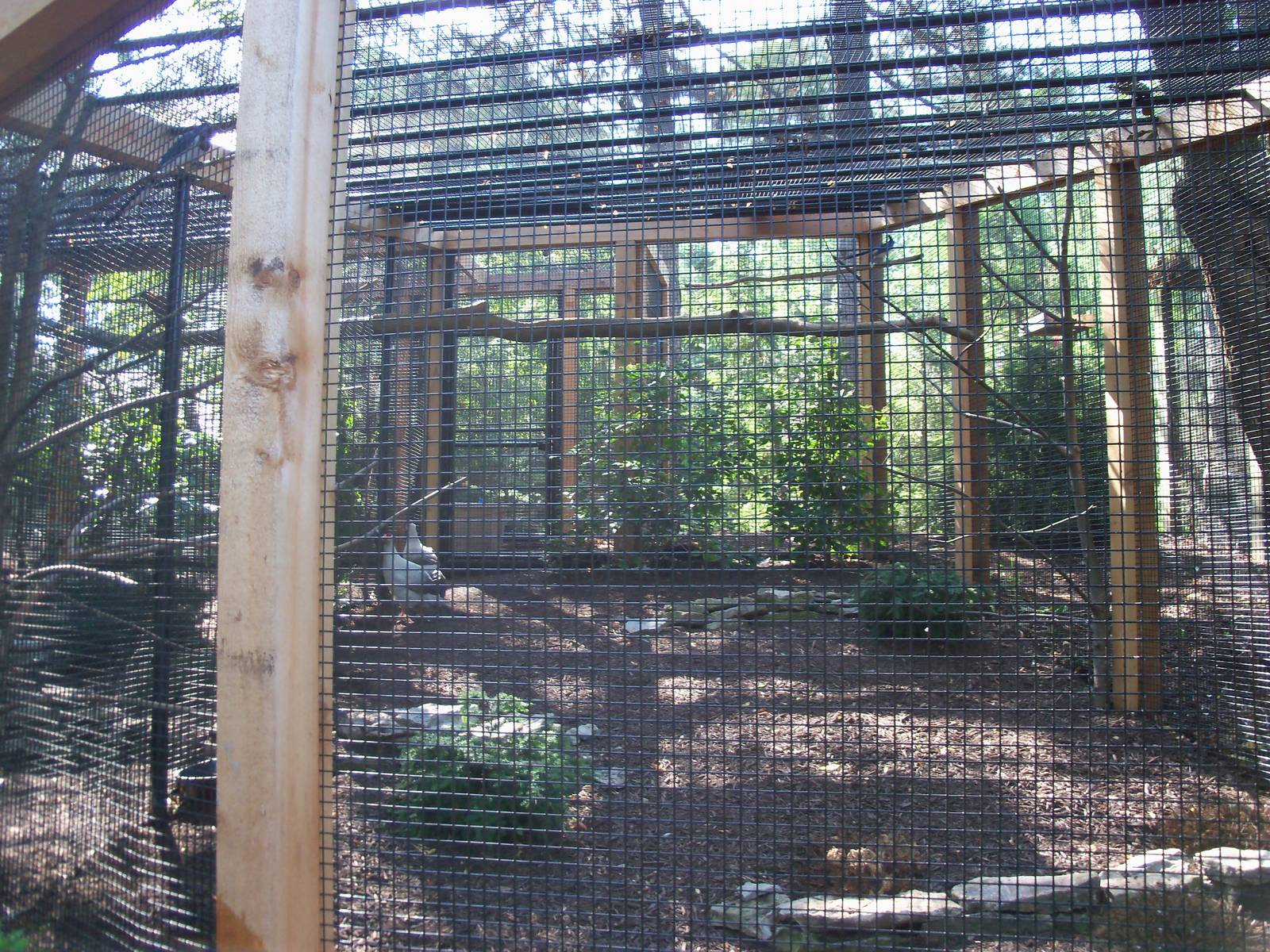White-Eared Pheasant Exhibit