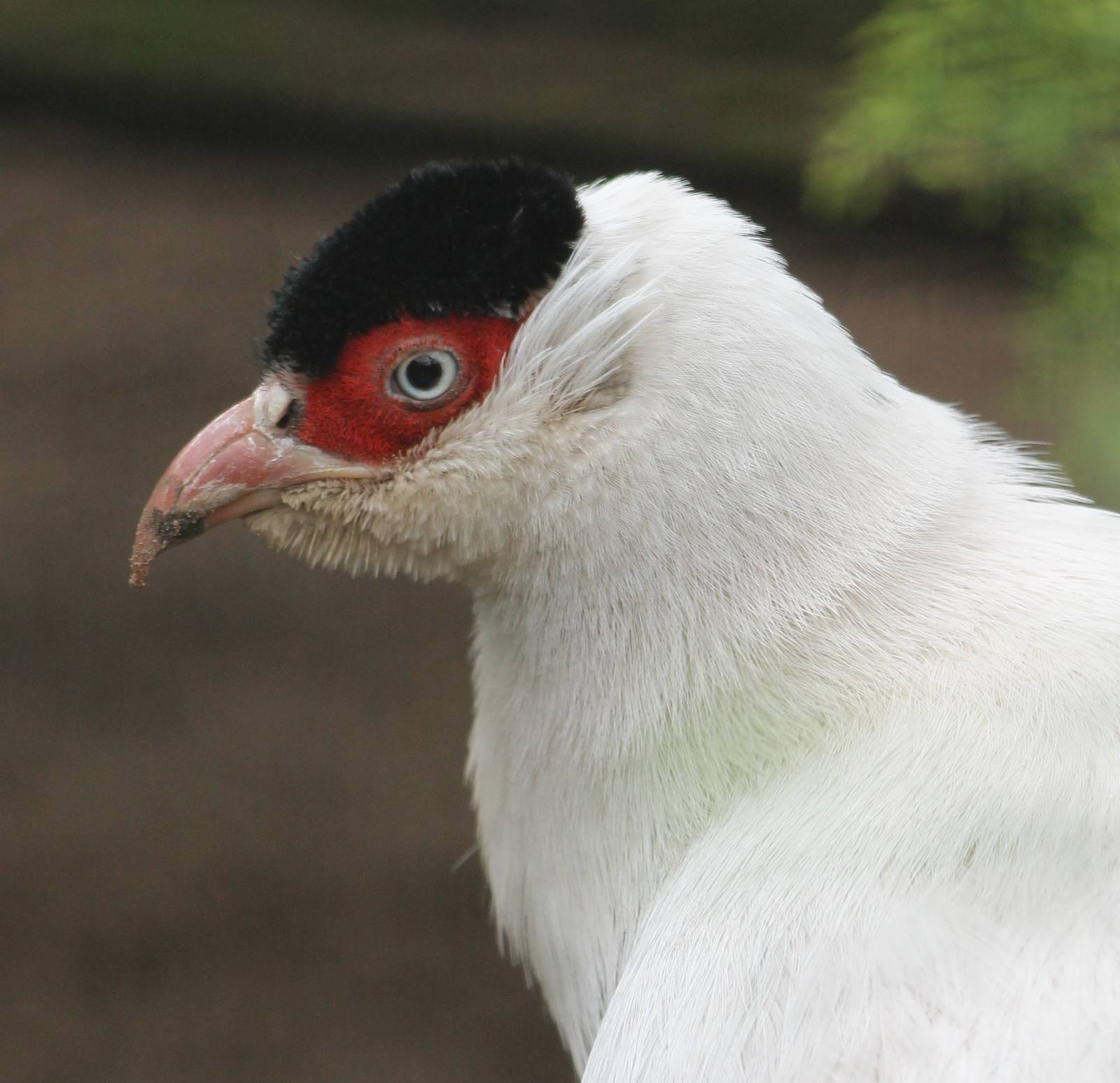 White eared pheasant