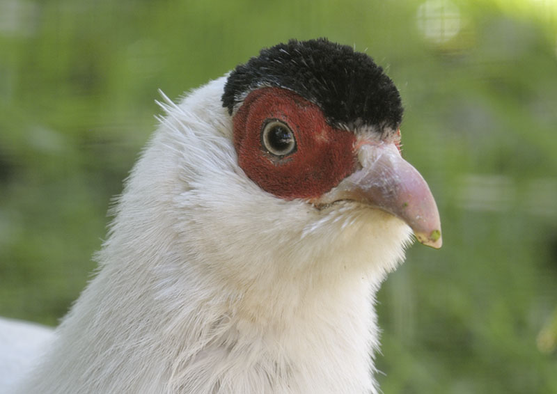 White eared pheasant