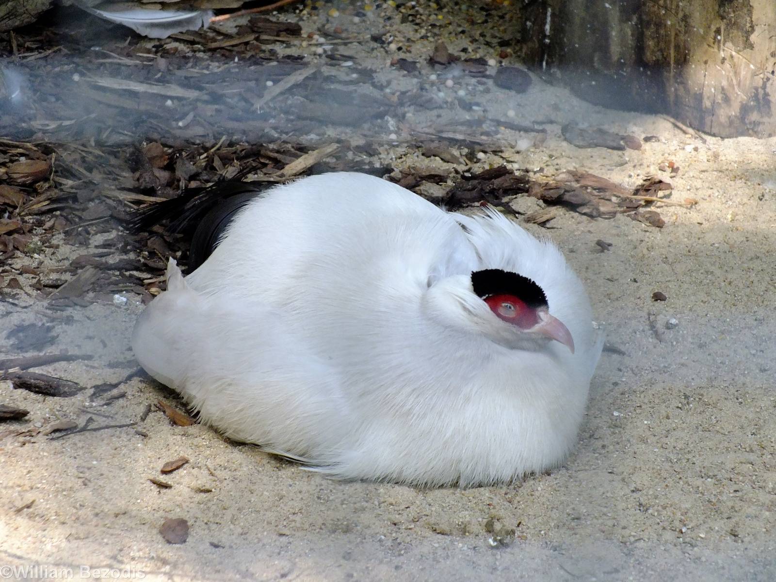 White Eared-pheasant
