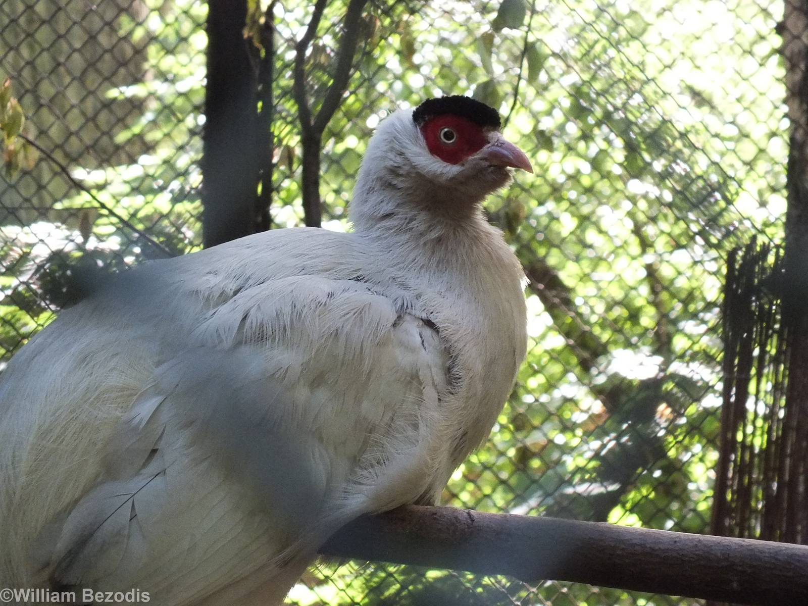White Eared-pheasant
