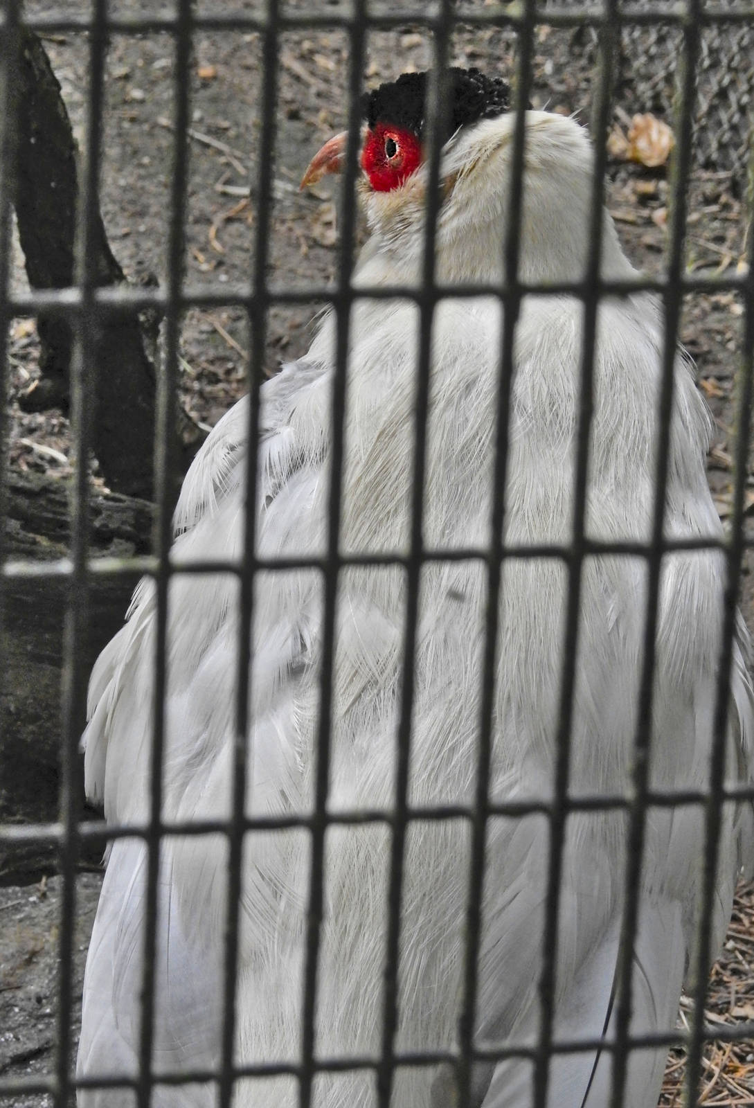 White Eared Pheasant