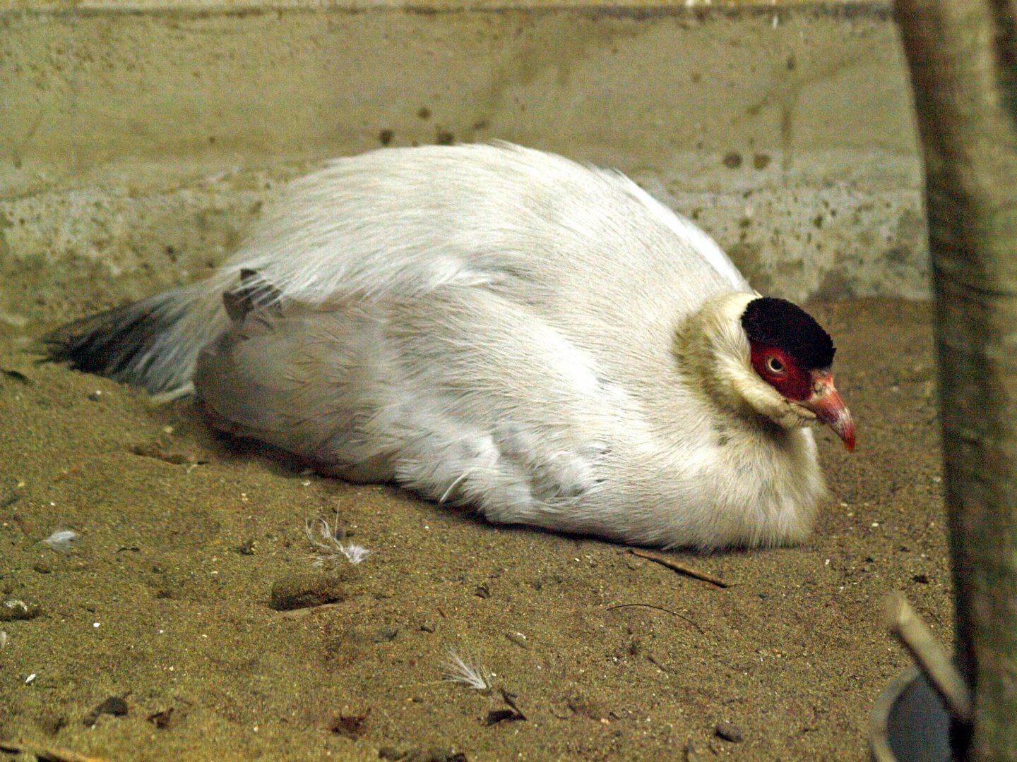 White-eared pheasant