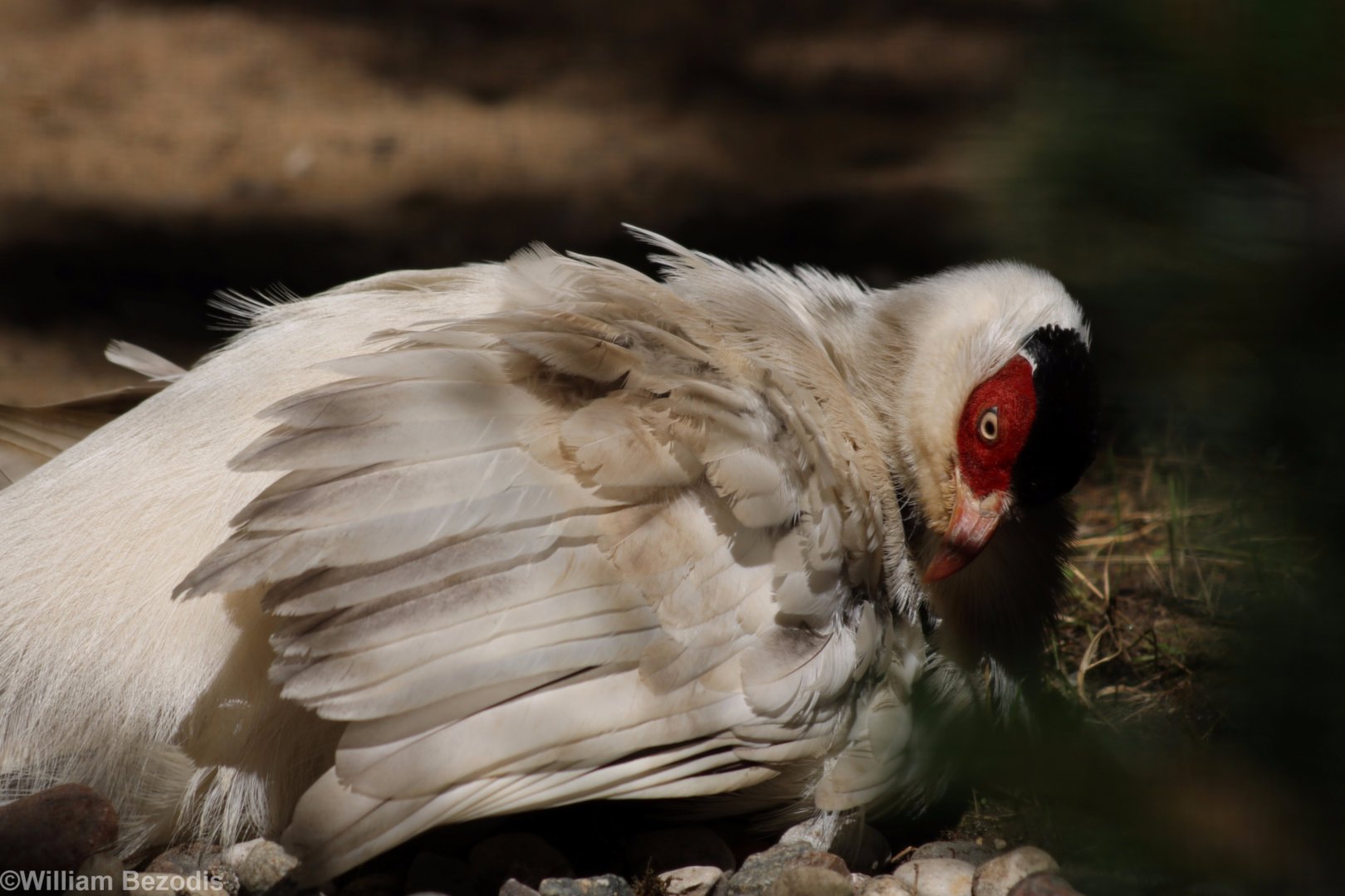 White Eared Pheasant