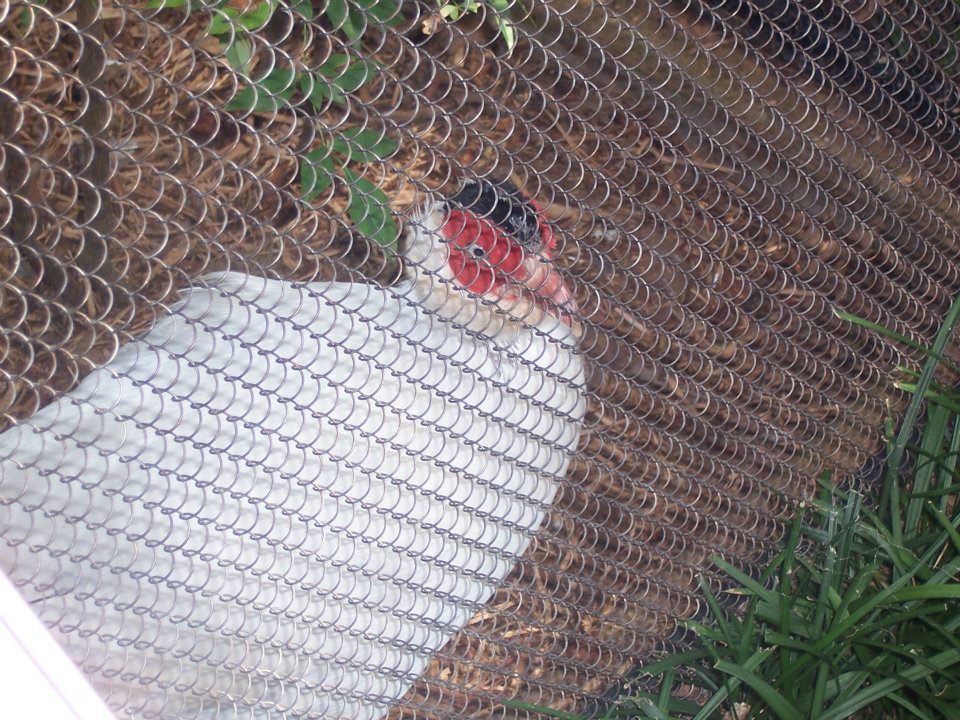 White-eared pheasant
