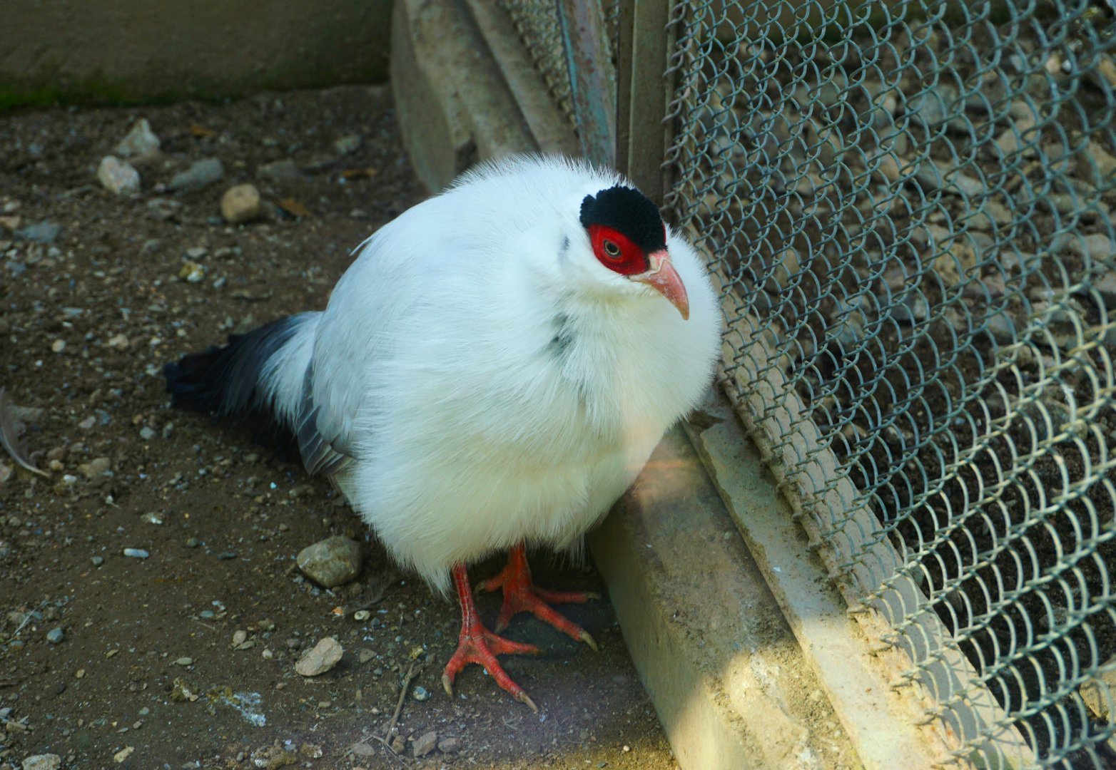 White eared pheasant