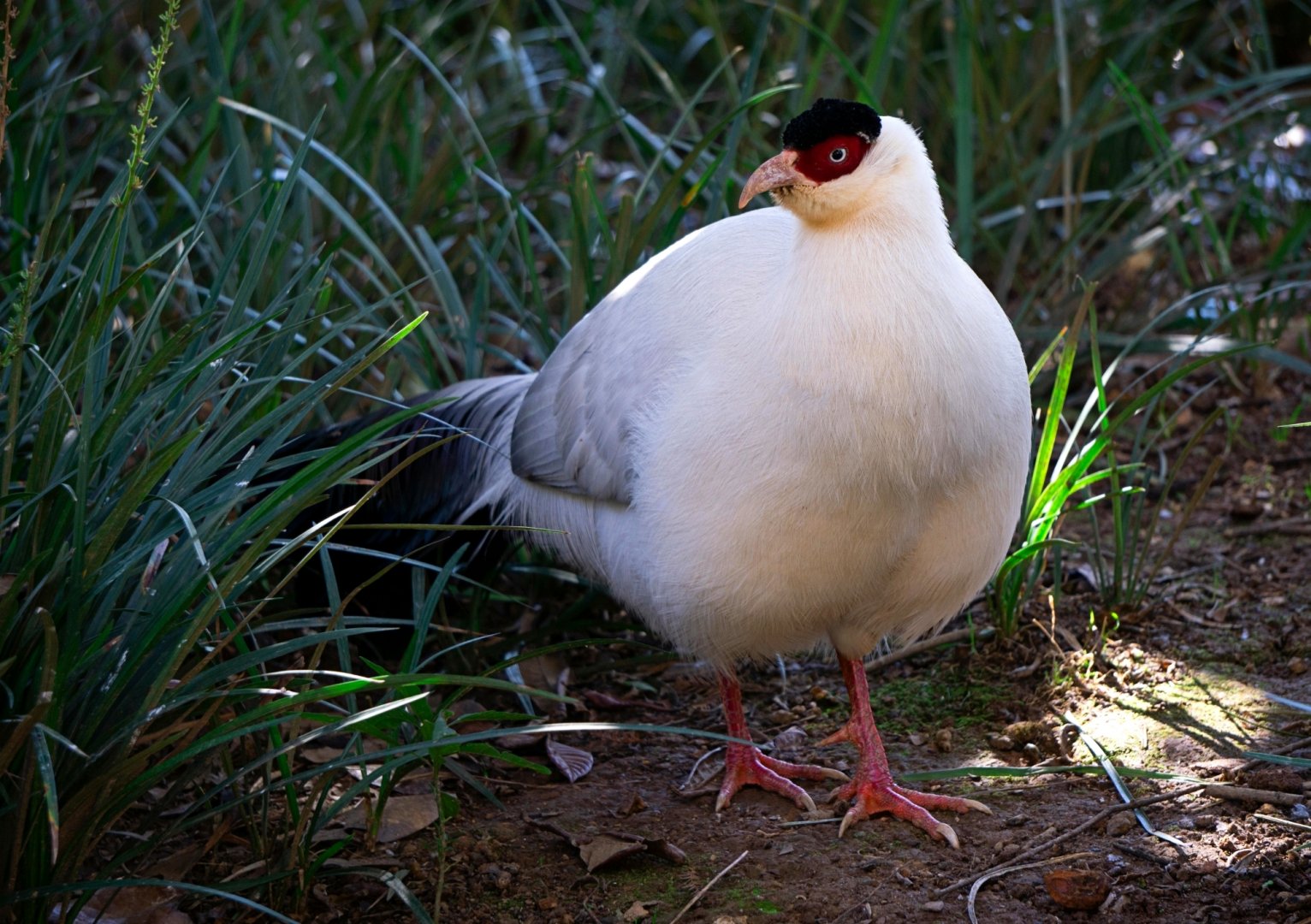 White eared pheasant