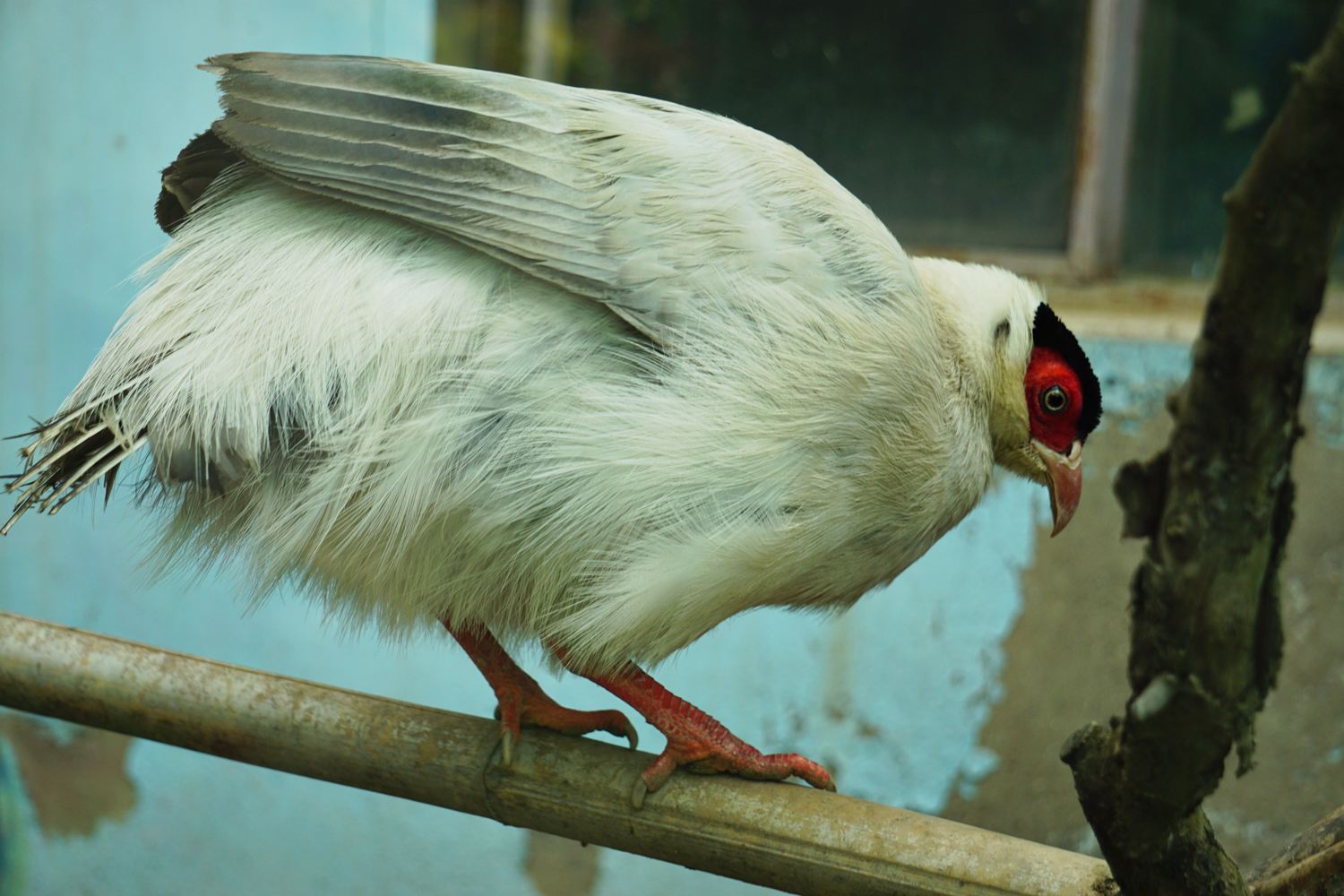 White eared pheasant