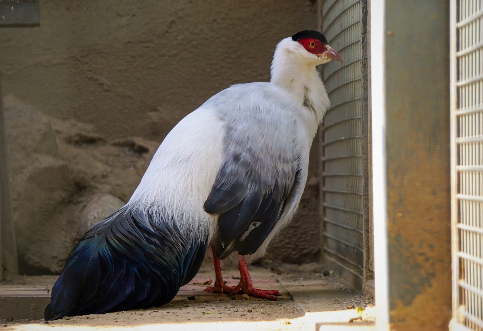 White eared pheasant