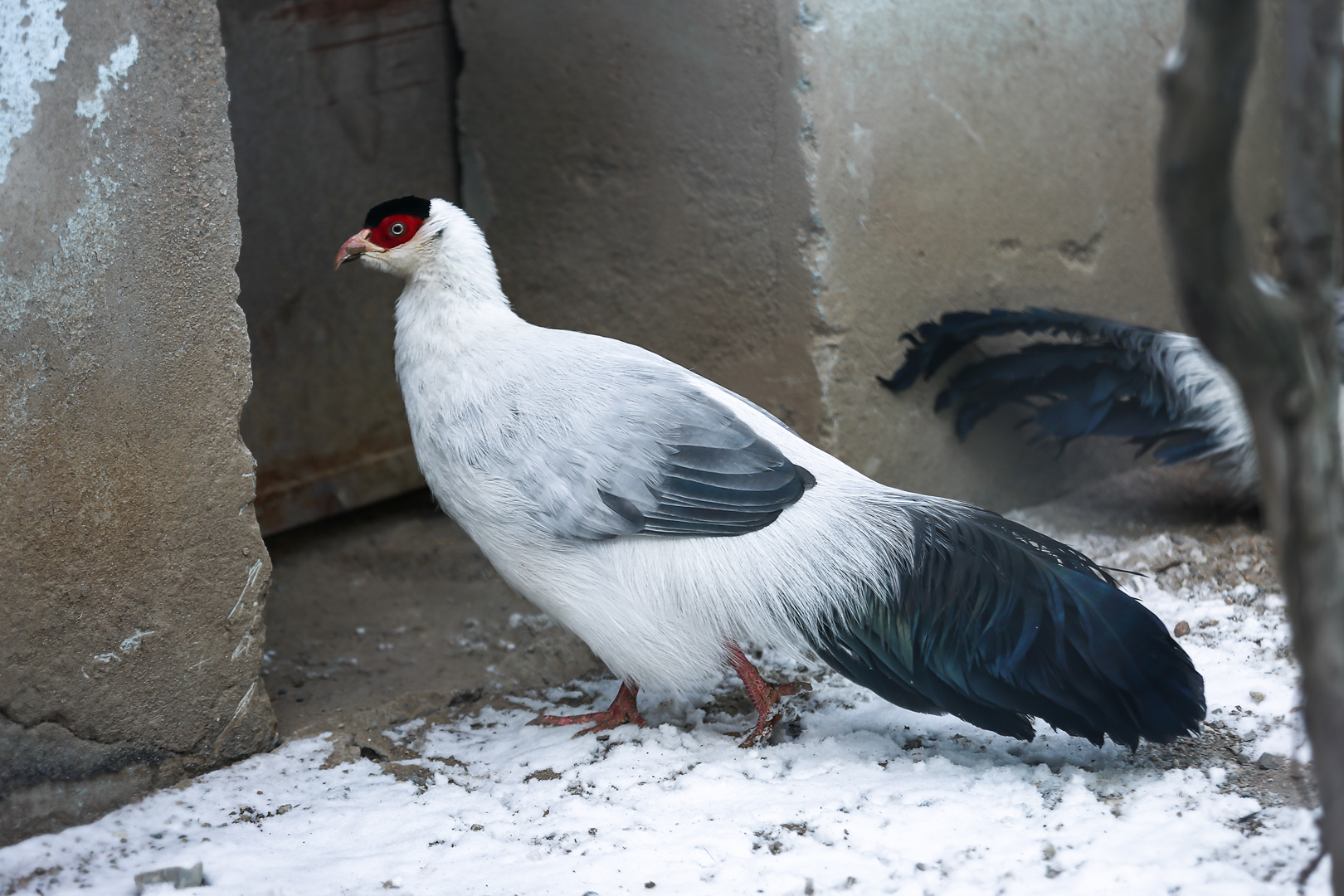 White eared pheasant