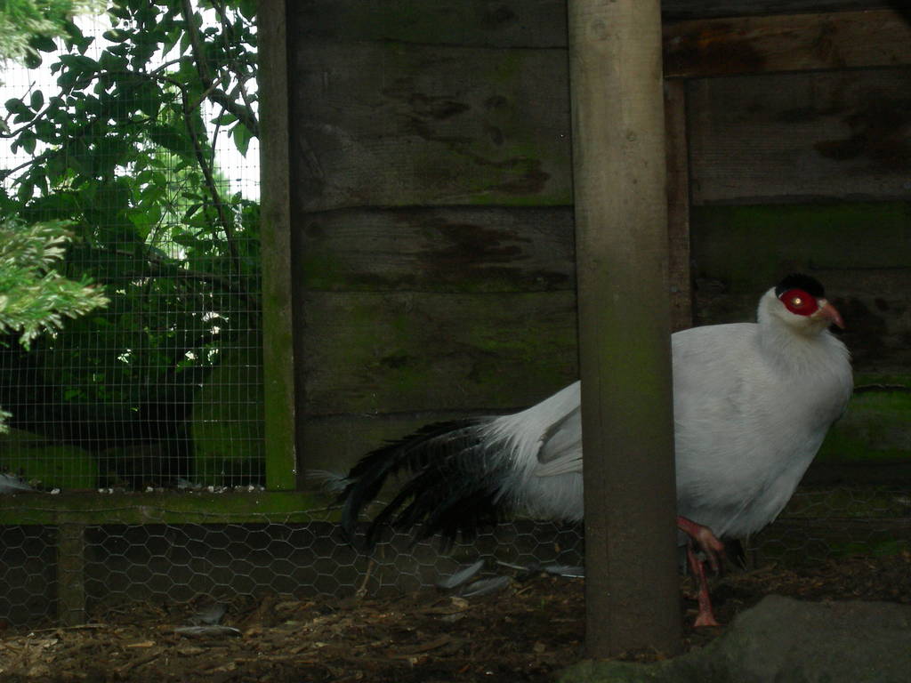 White eared pheasant