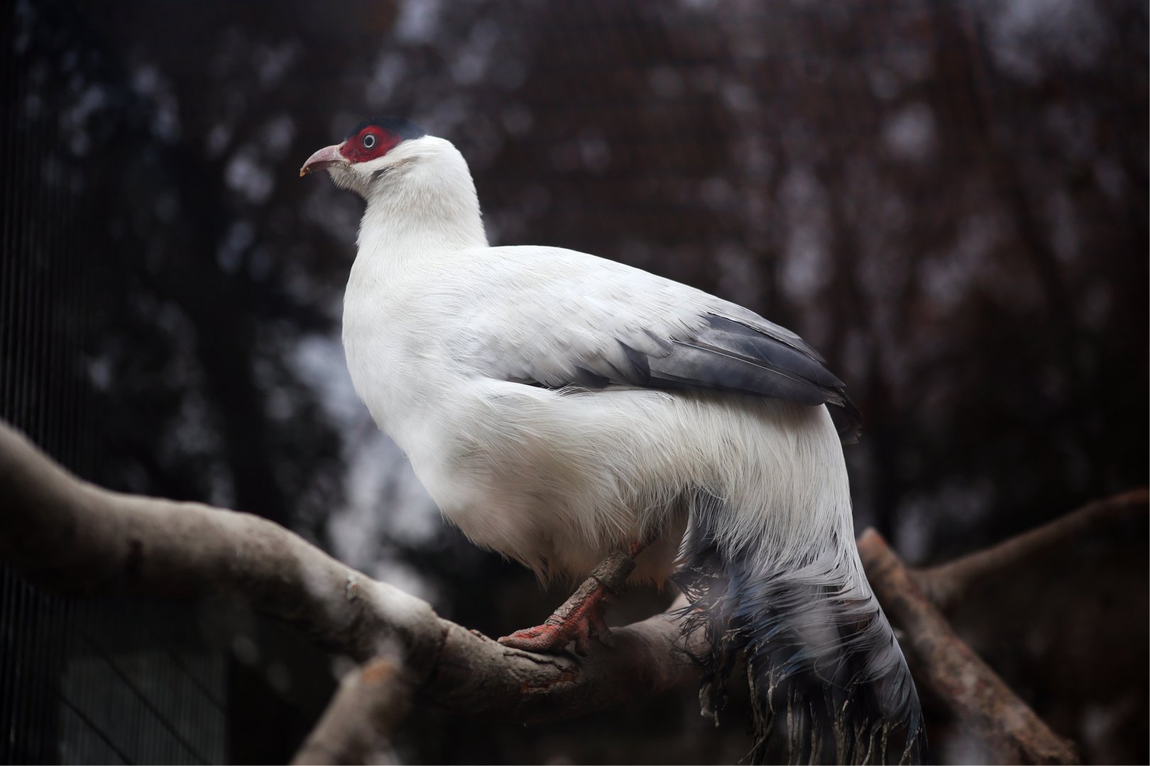 White Eared-Pheasant