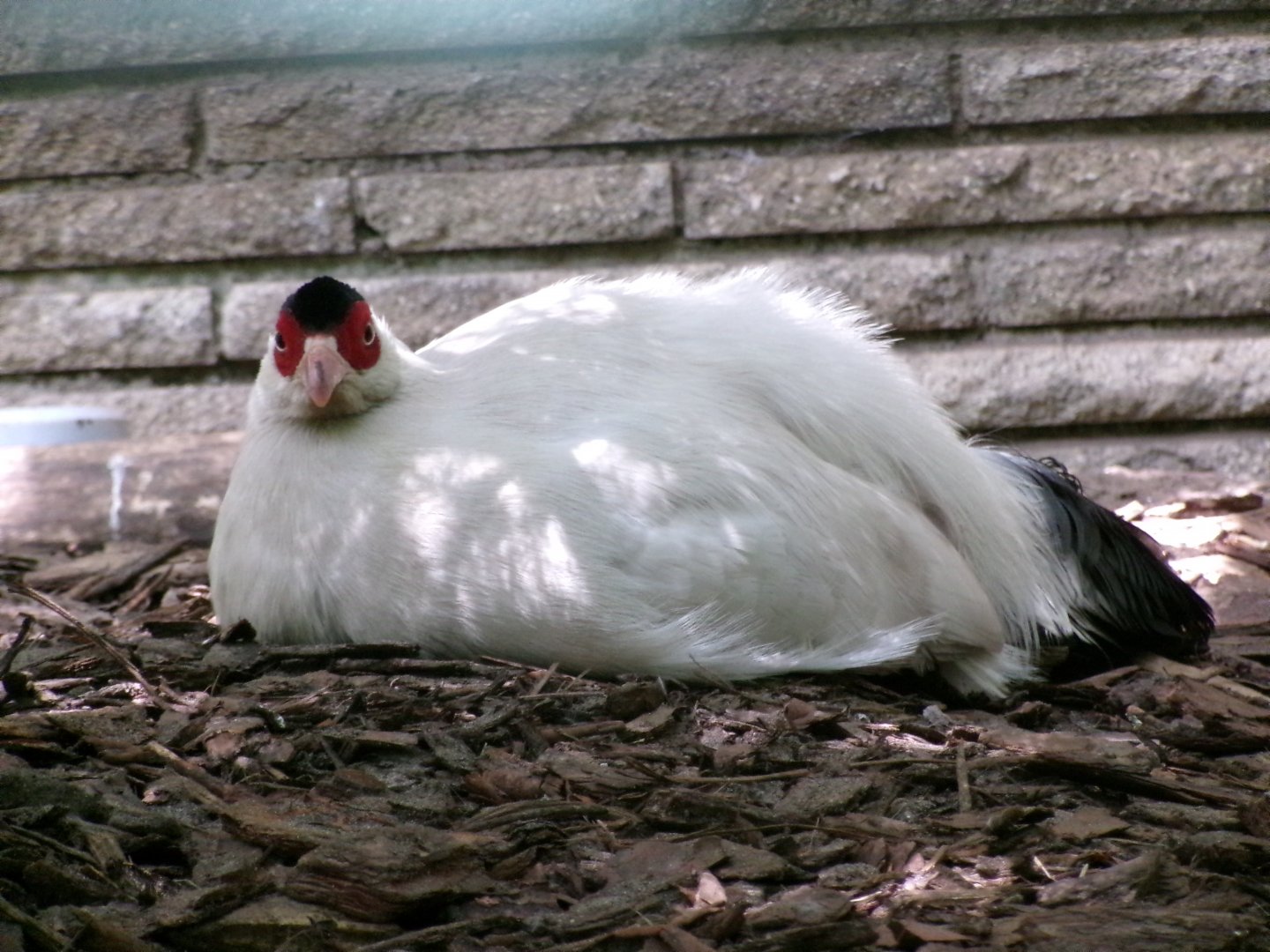 White eared pheasant