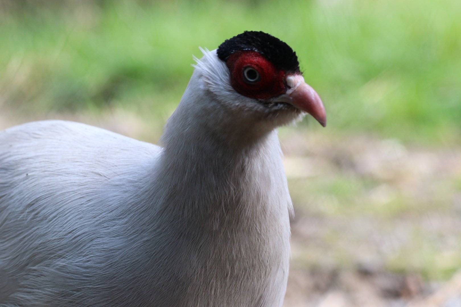 White-eared Pheasant