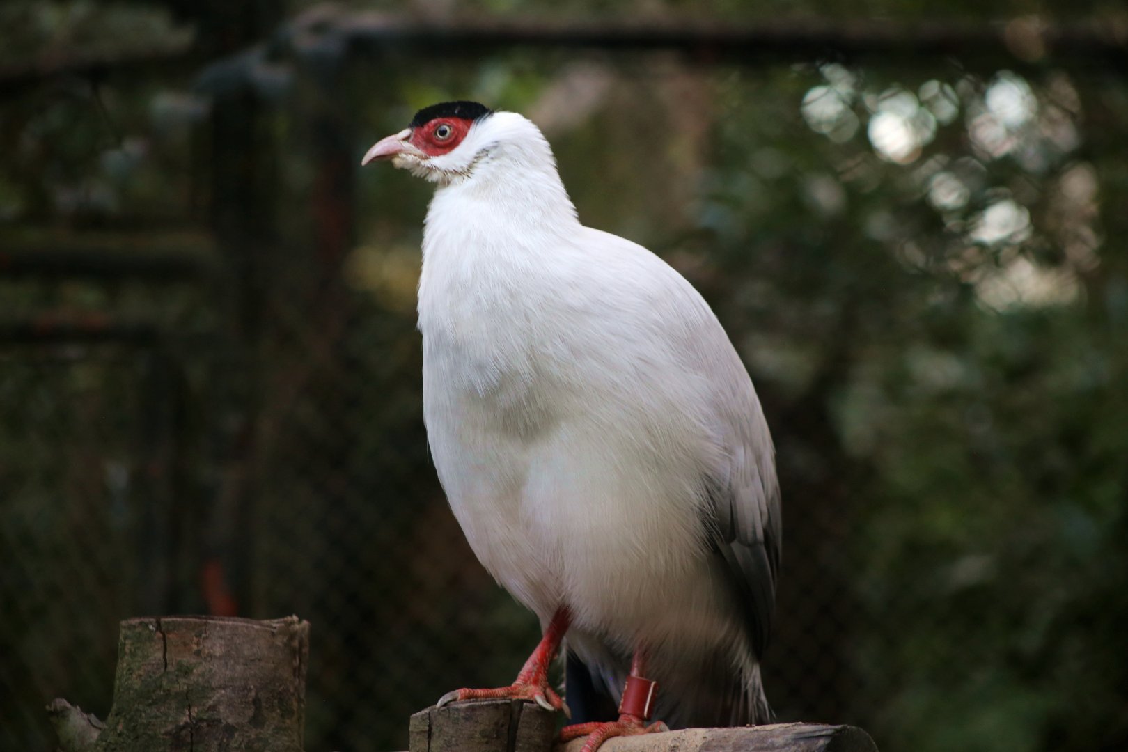 White Eared-pheasant