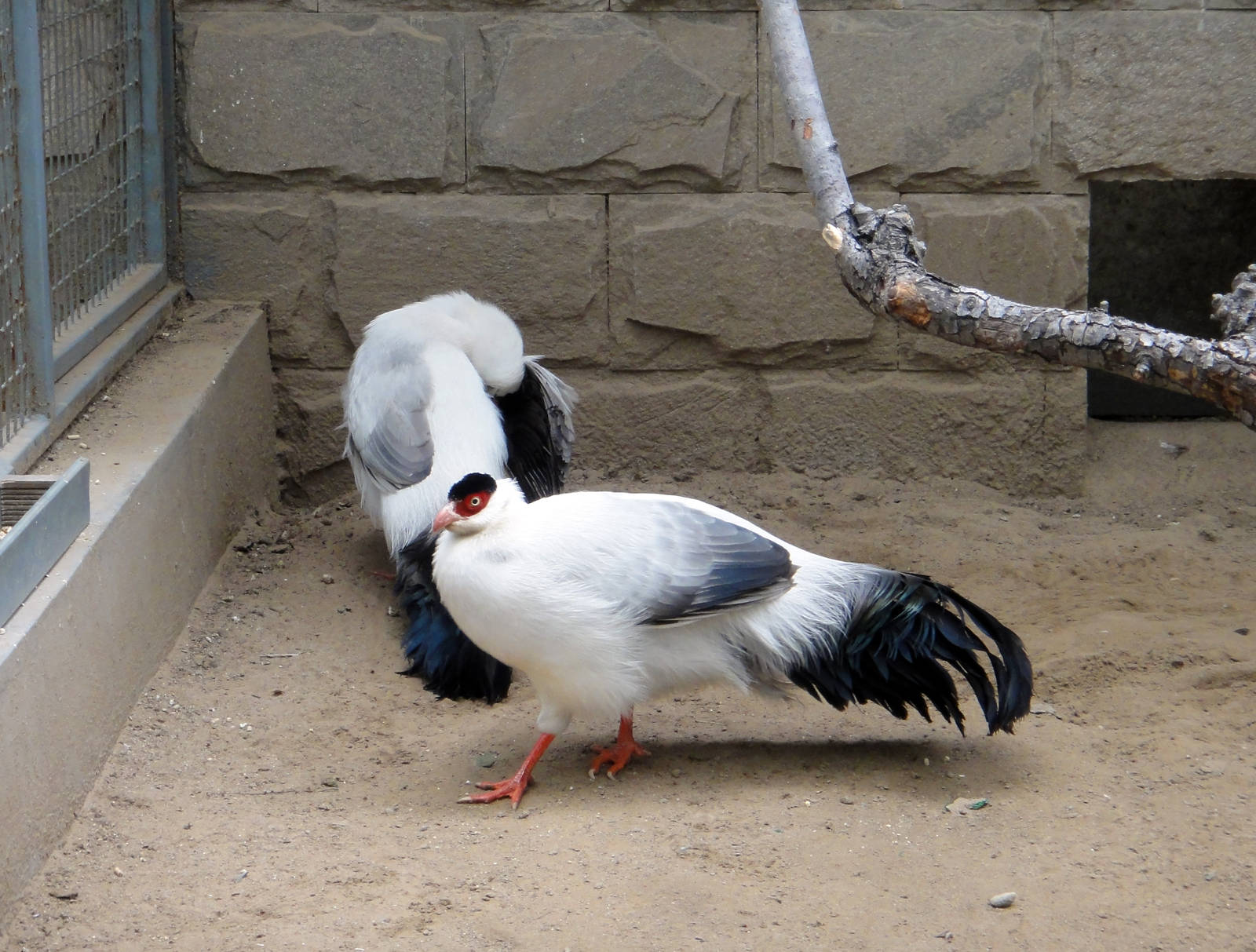 White eared pheasants (Crossoptilon crossoptilon)