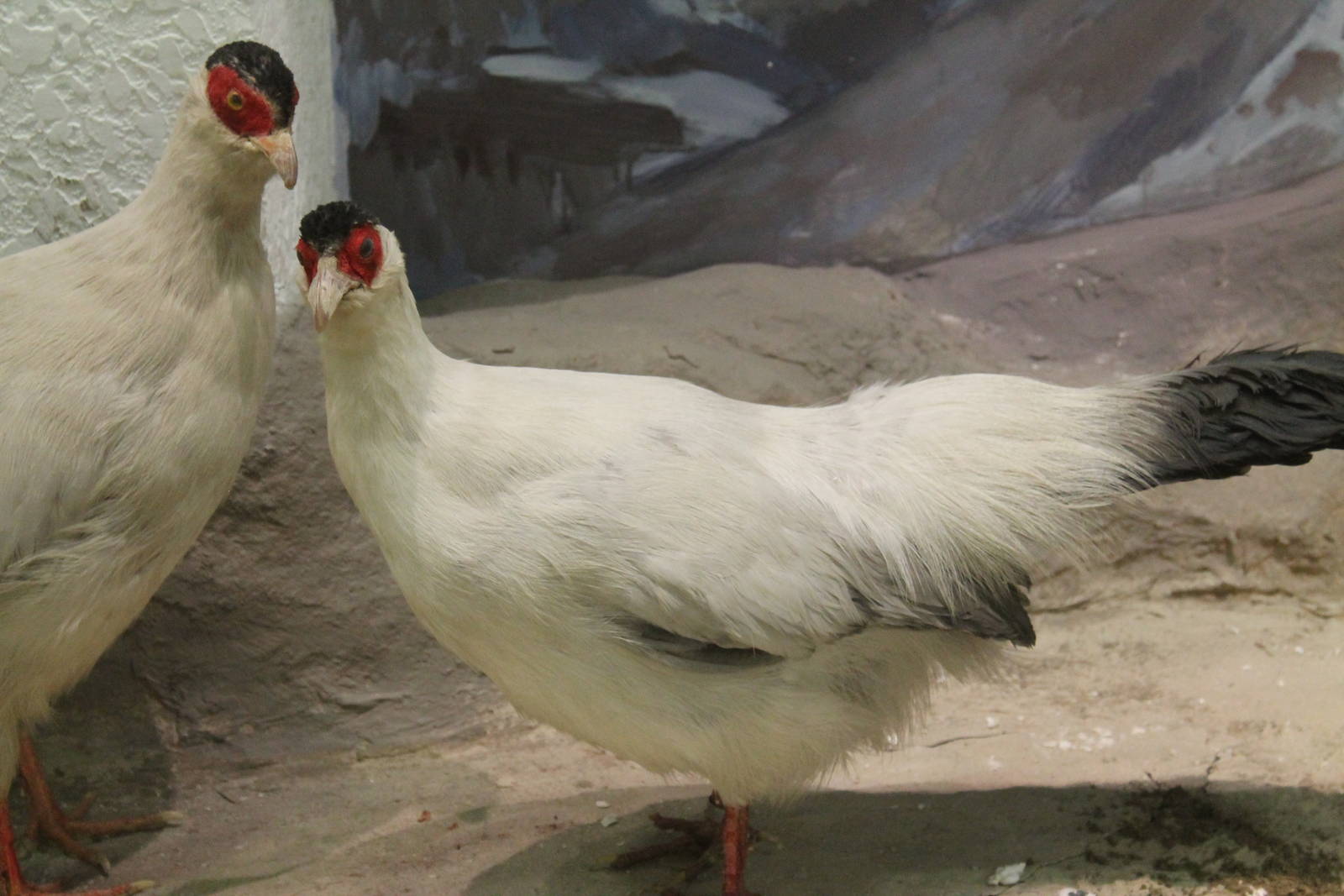 White Eared Pheasants (Crossoptilon crossoptilon)