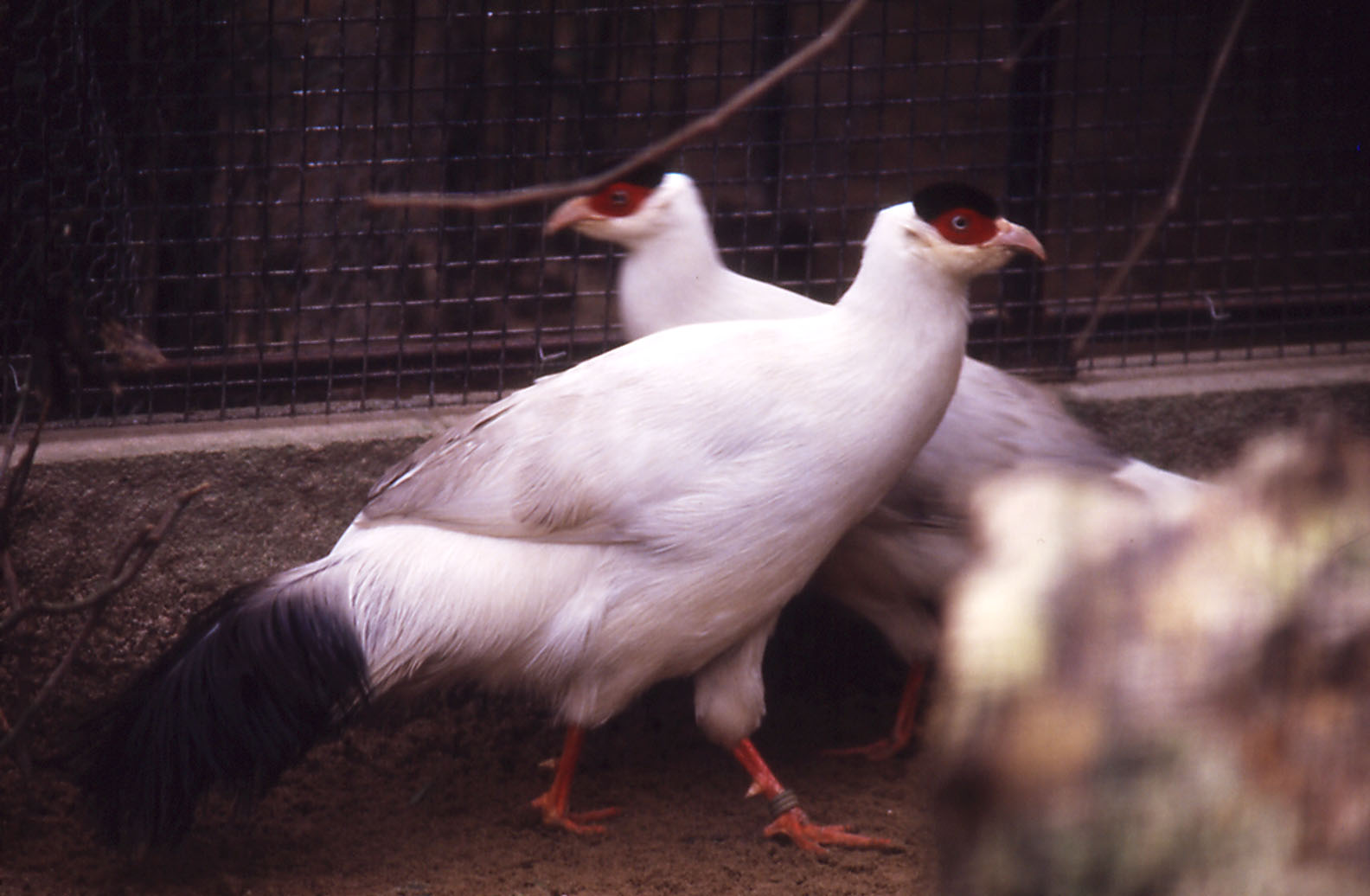White-eared Pheasants