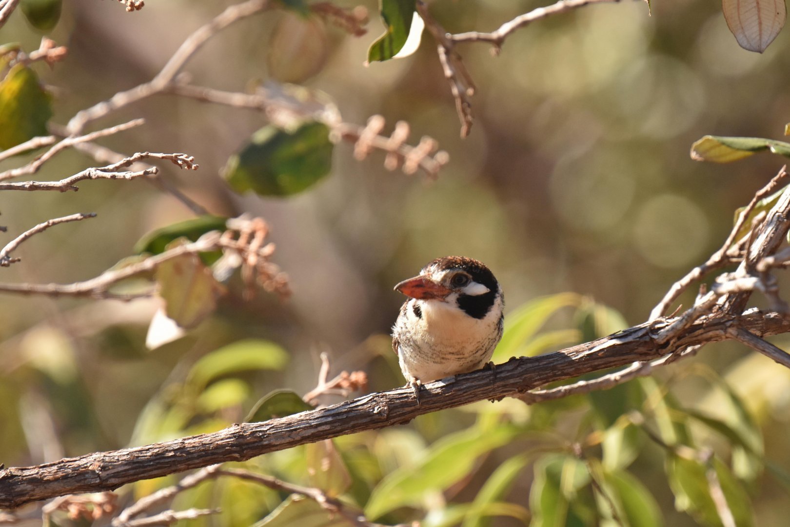 White-eared Puffbird (Nystalus chacuru)