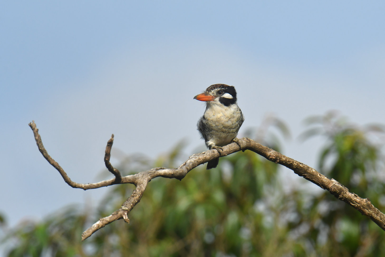 White-eared Puffbird Nystalus chacuru