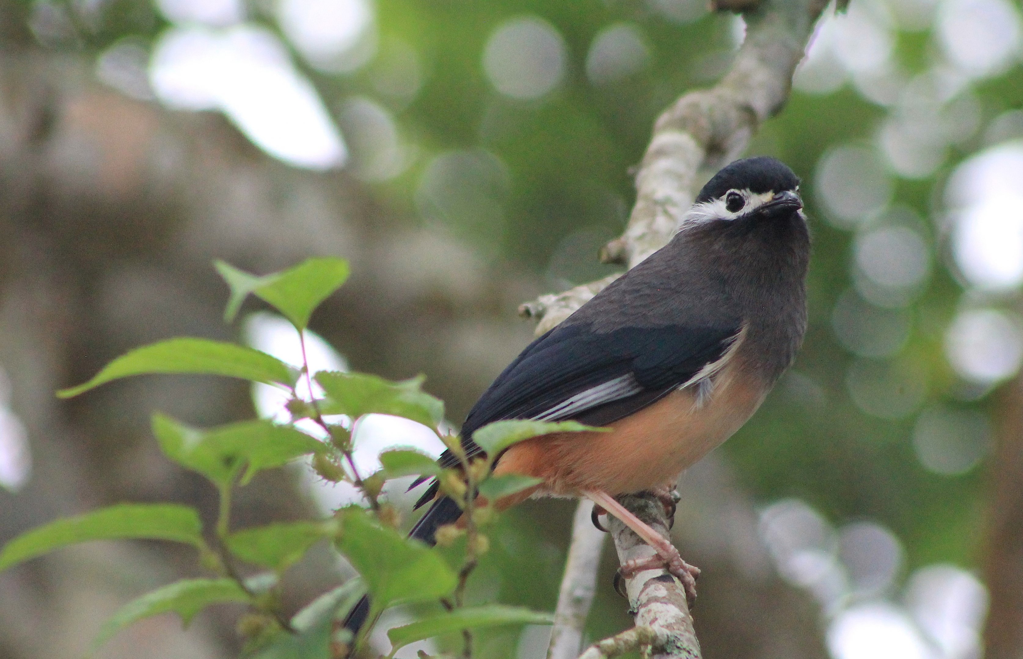 White-eared Sibia (Heterophasia auricularis)