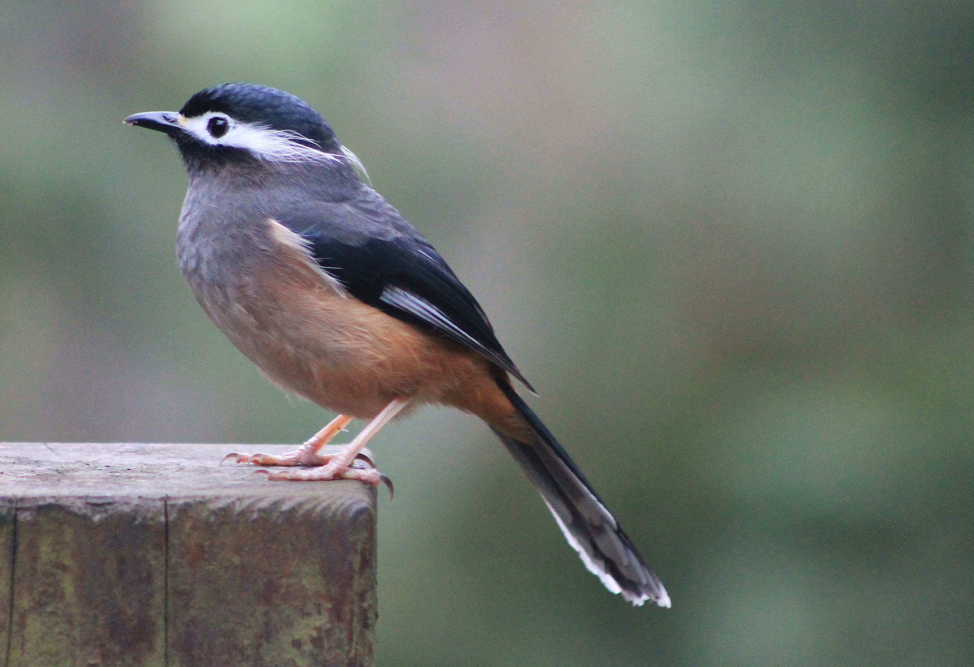 White-eared Sibia (Heterophasia auricularis)