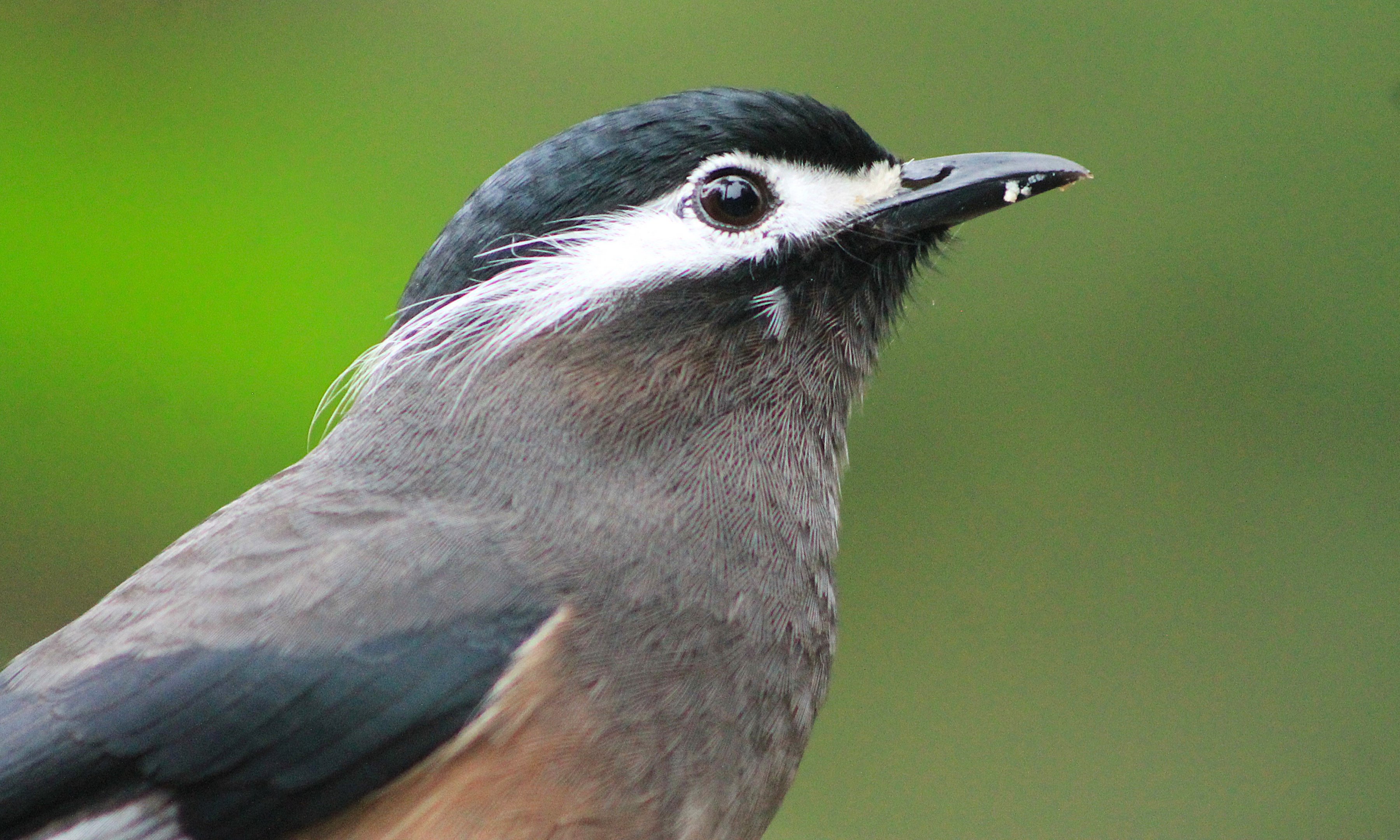 White-eared Sibia (Heterophasia auricularis)