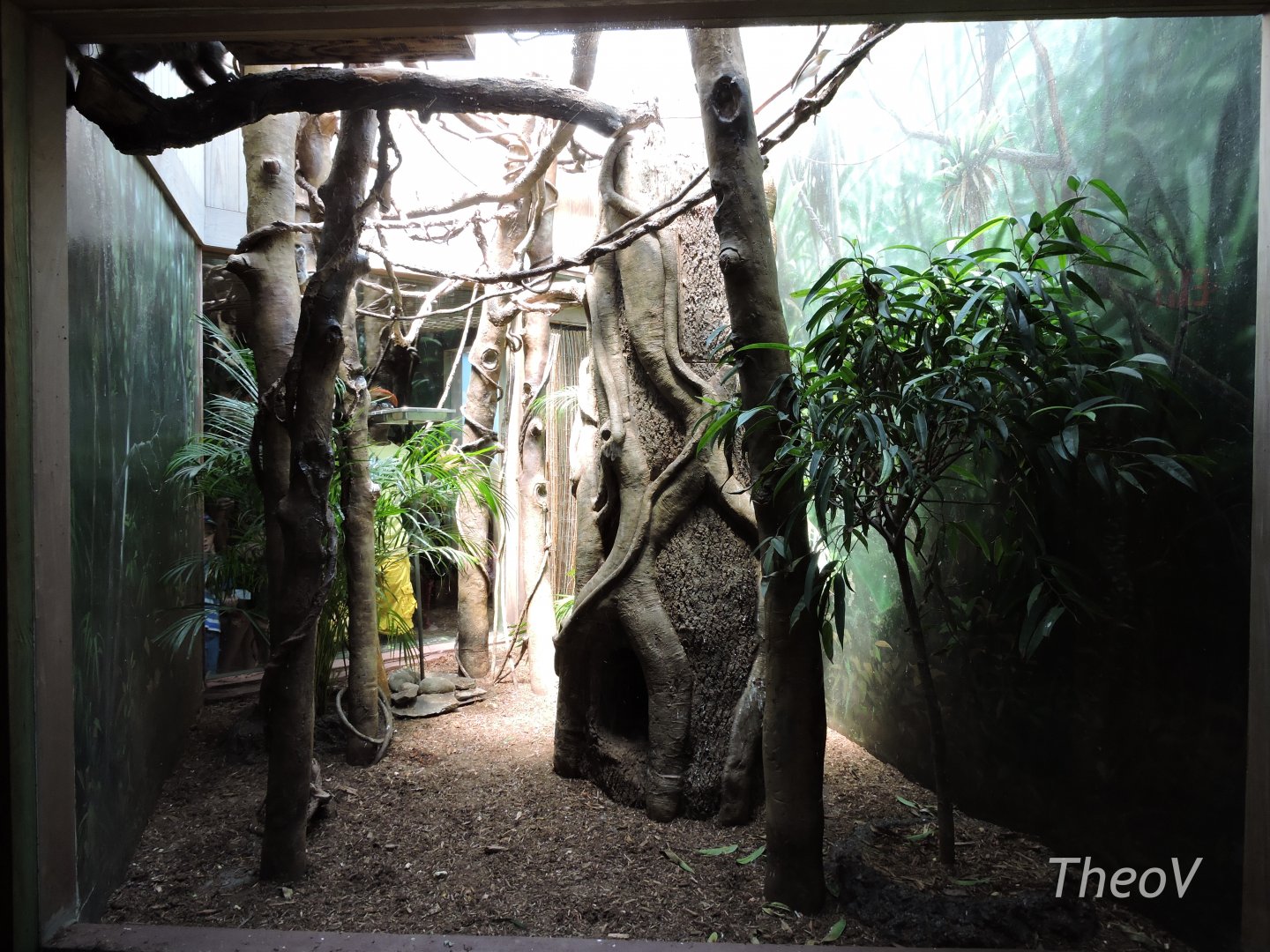 White-eared titi exhibit [2015]