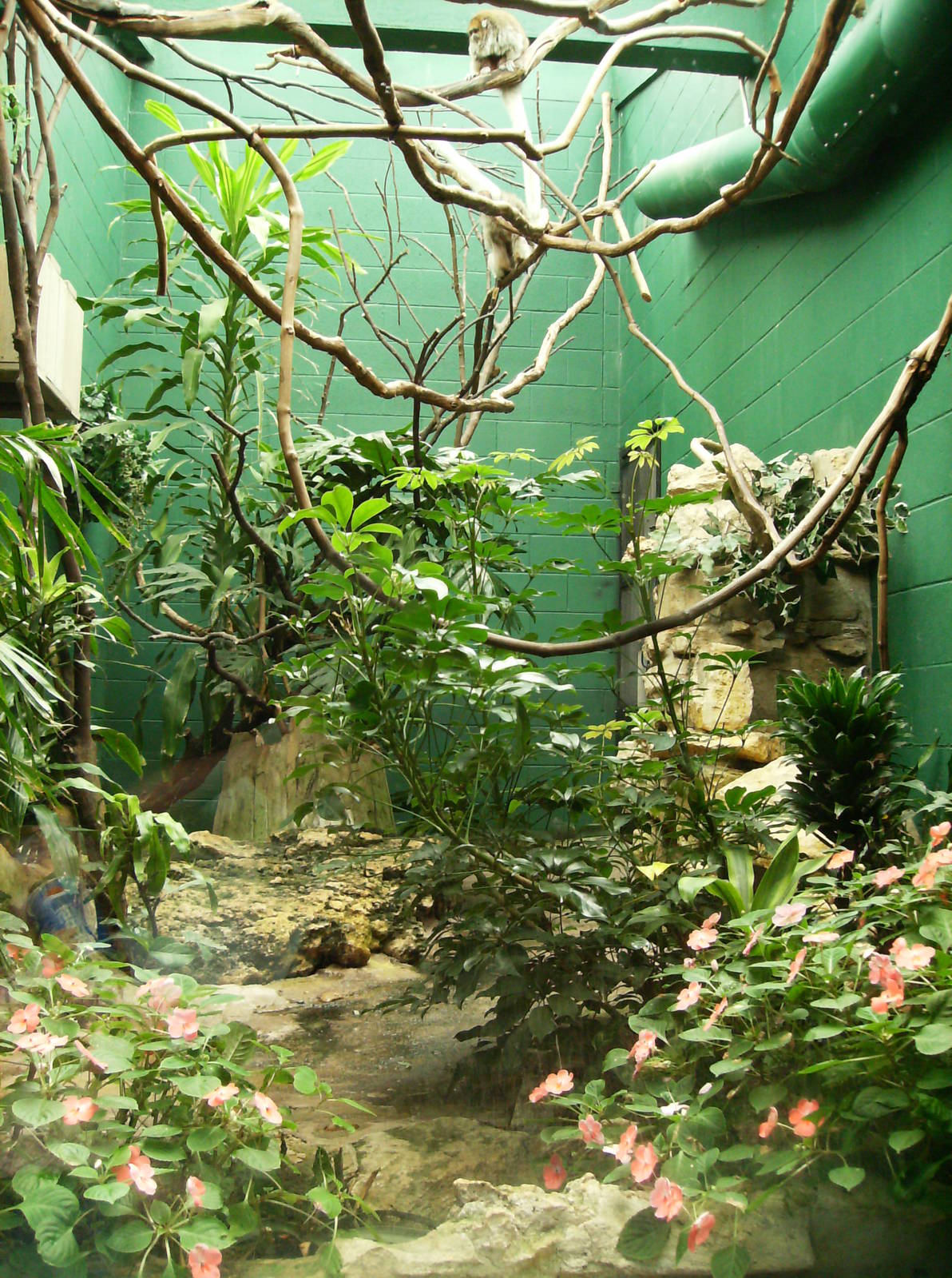 white-eared Titi exhibit