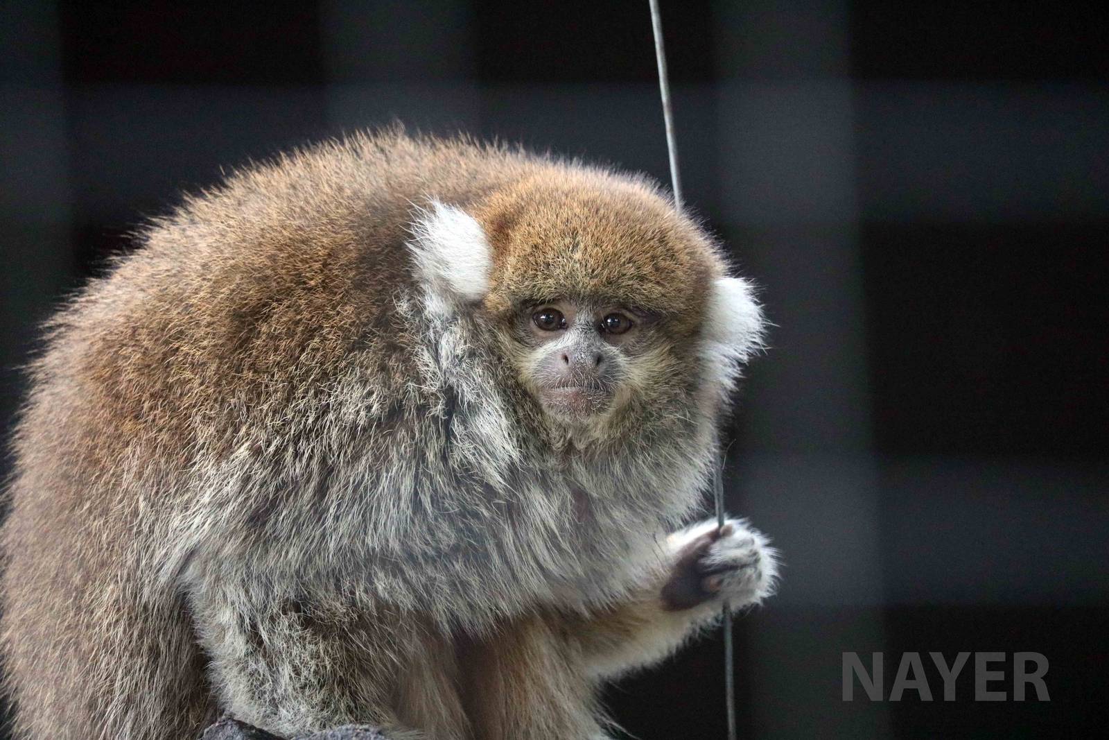 White-eared titi, March 2016