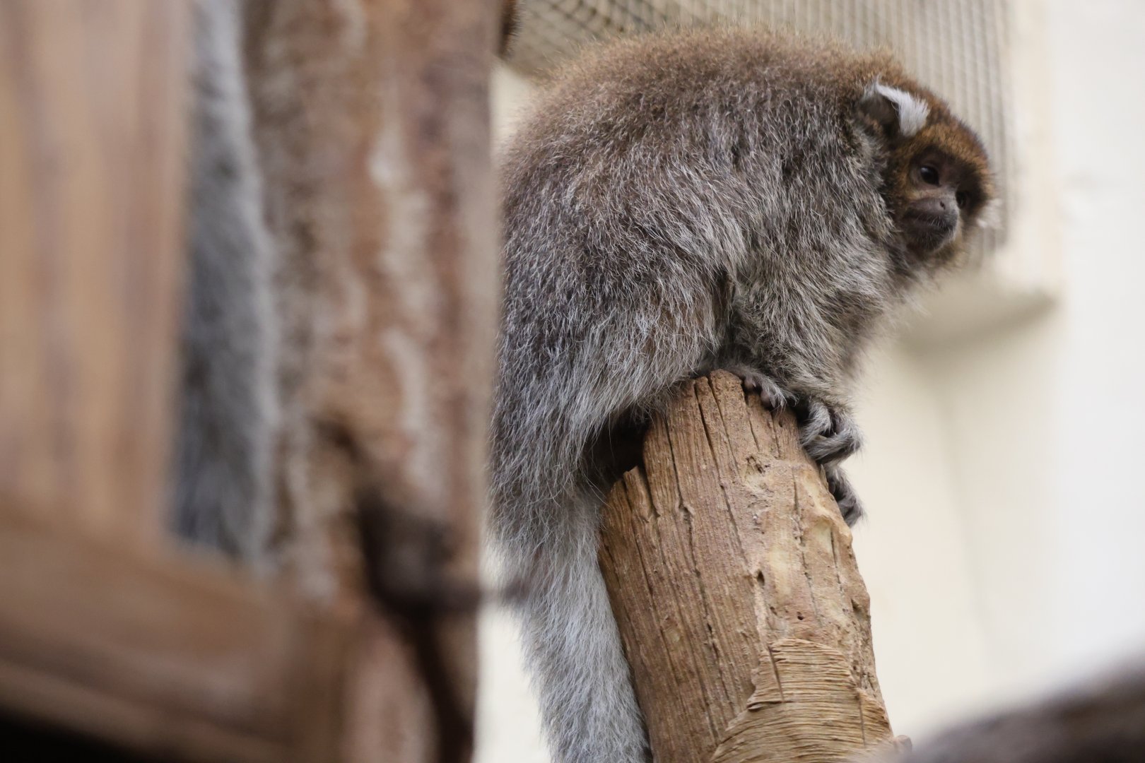 White-eared titi monkey (Plecturocebus donacophilus)