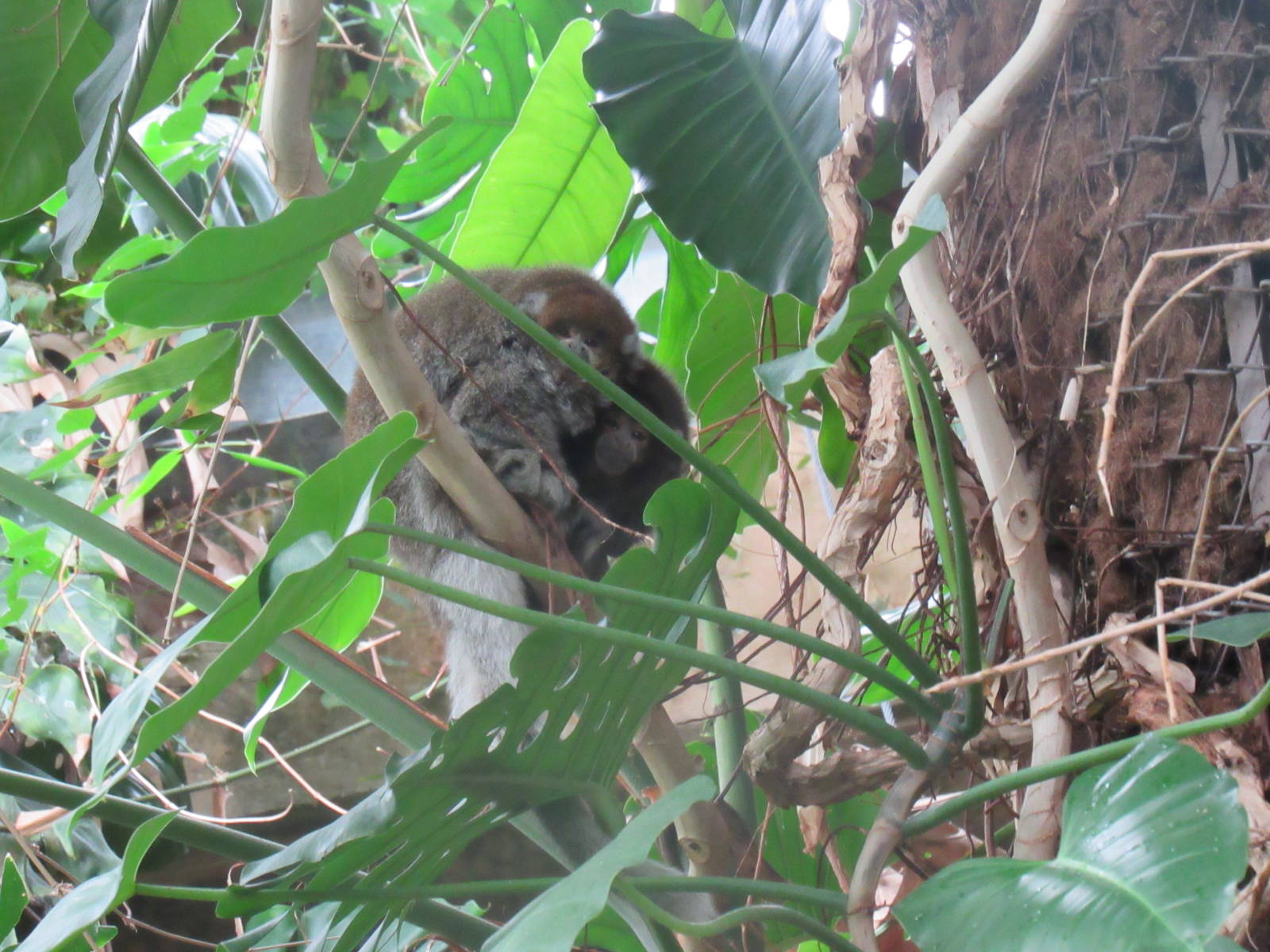 White-Eared Titi Monkeys
