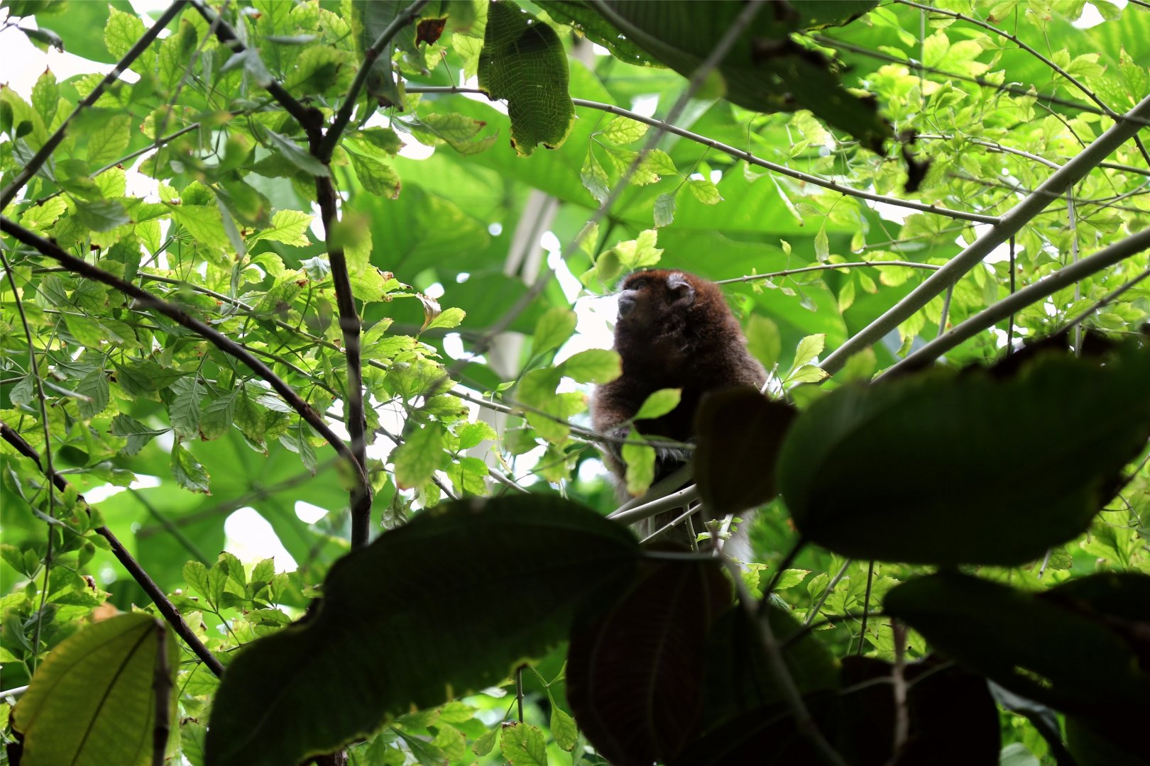 White-eared Titi (Plecturocebus donacophilus), April 2018