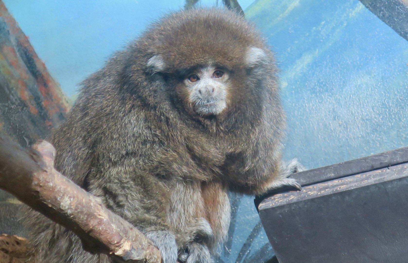 White-Eared Titi (Plecturocebus donacophilus)