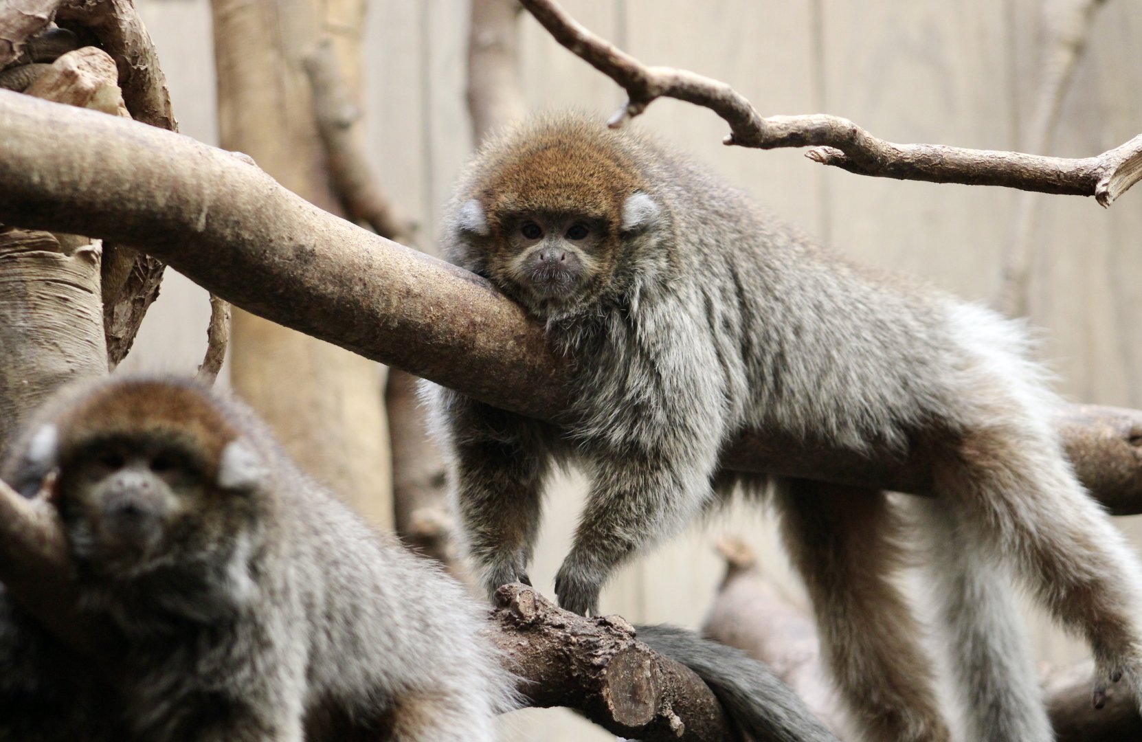 White-Eared Titi (Plecturocebus donacophilus)