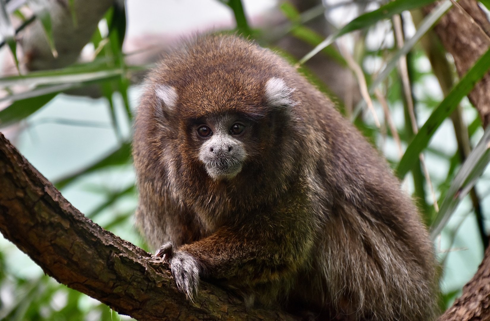 White-Eared Titi (Plecturocebus donacophilus)