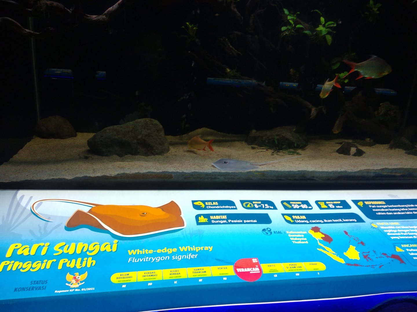 White-edge freshwater whipray information panel