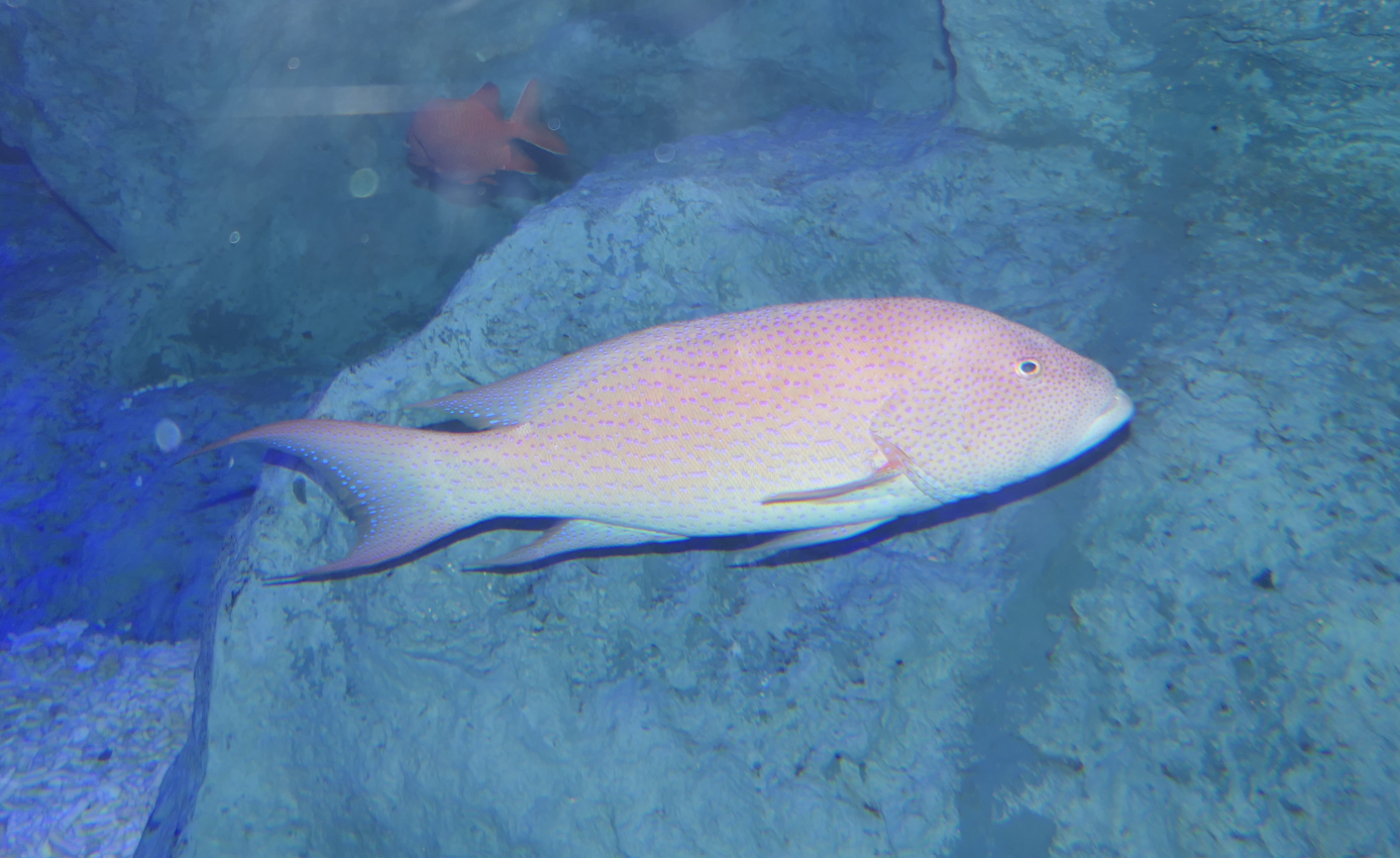 White-edged Lyretail (Variola albimarginata)