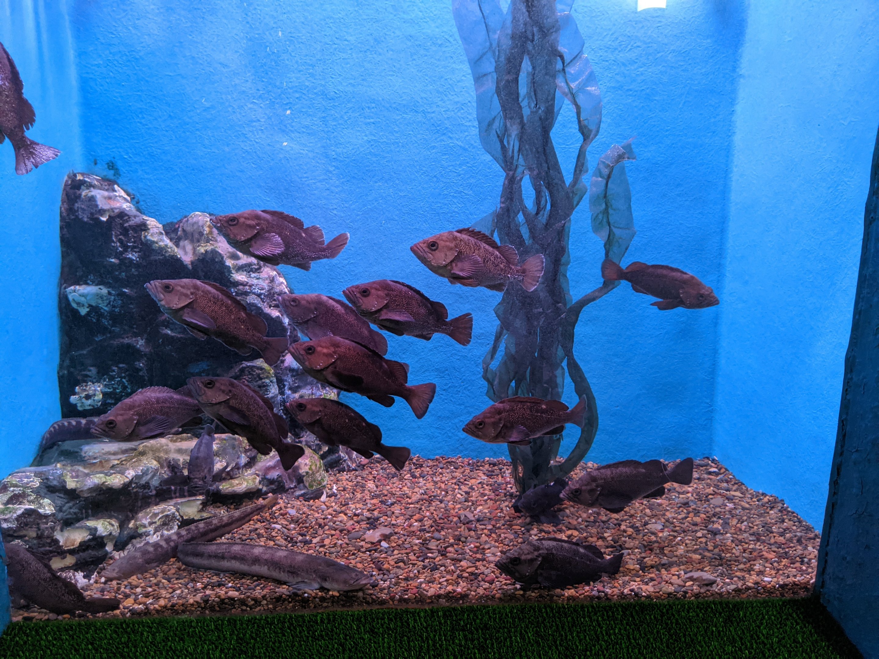 White-edged Rockfish and Long Shanny, Wakkanai Aquarium