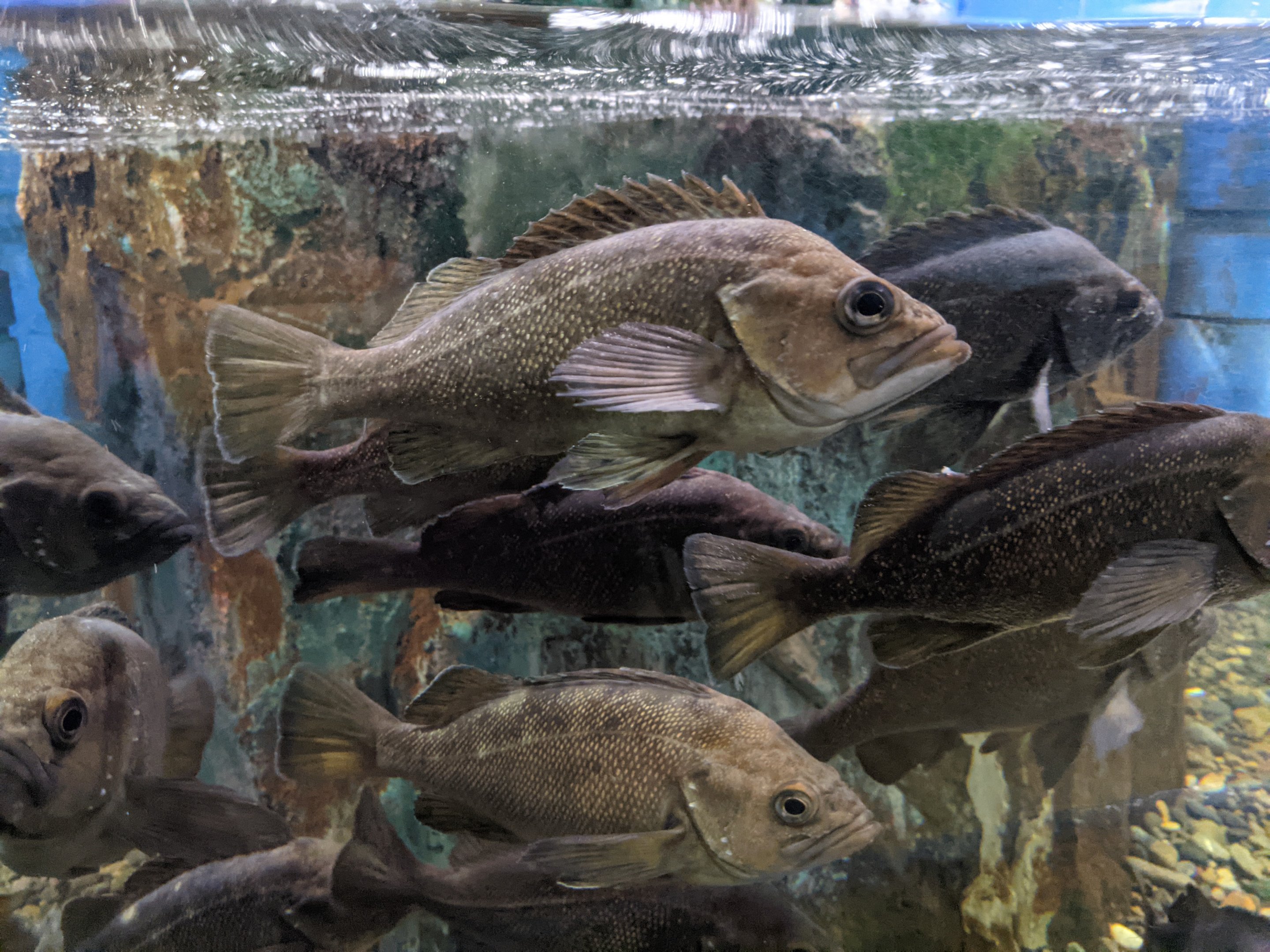 White-edged Rockfish (Sebastes taczanowskii), Wakkanai Aquarium