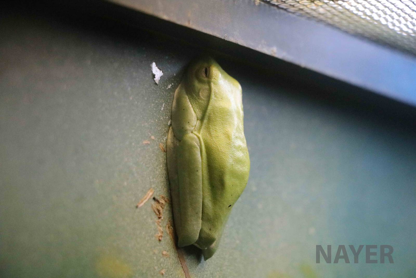 White-edged tree frog - Instituto Butantan, 2016